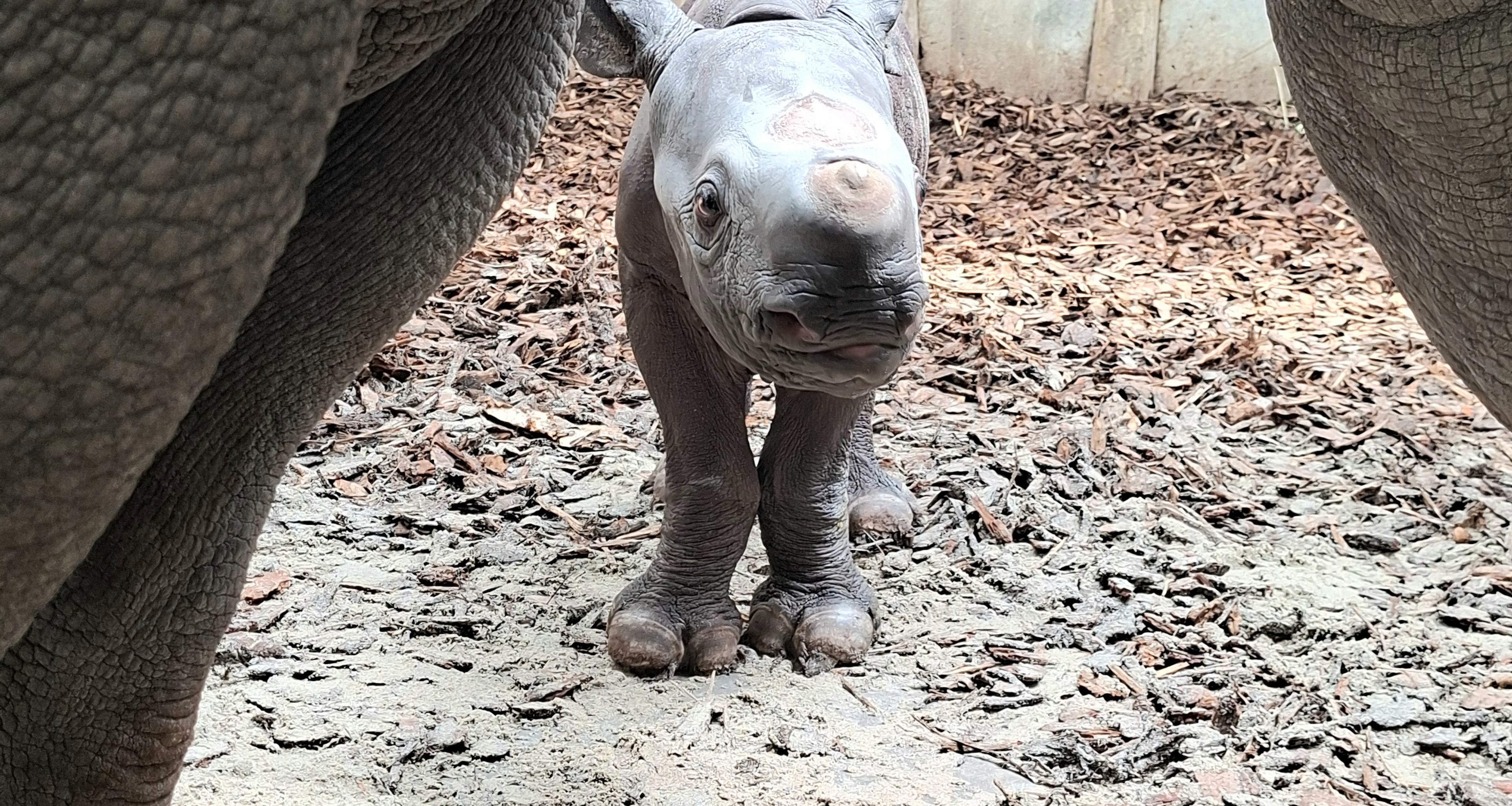 Close-up van jonge puntlipneushoorn in Safaripark Beekse Bergen