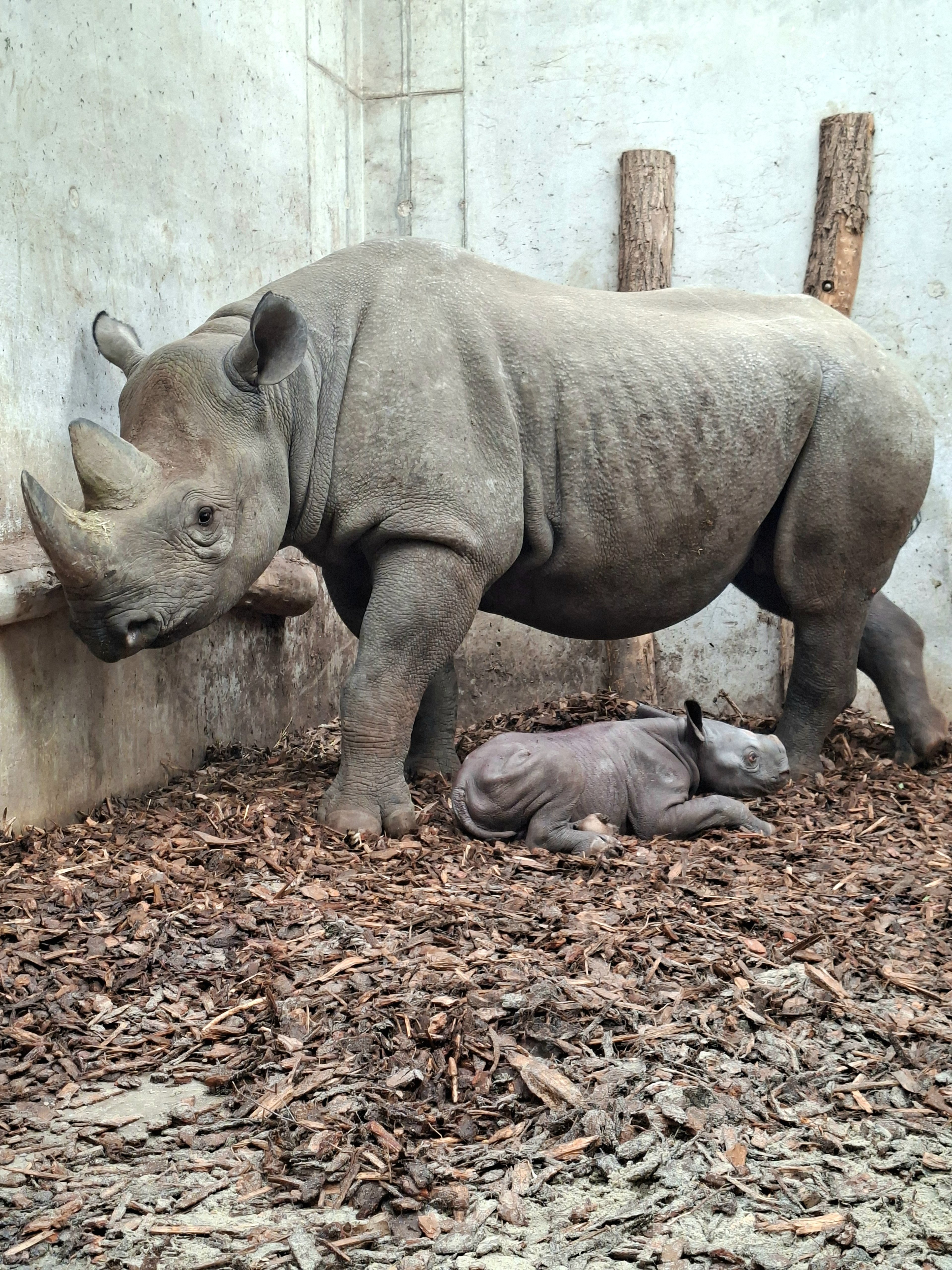 Jonge puntlipneushoorn en moeder in Safaripark Beekse Bergen
