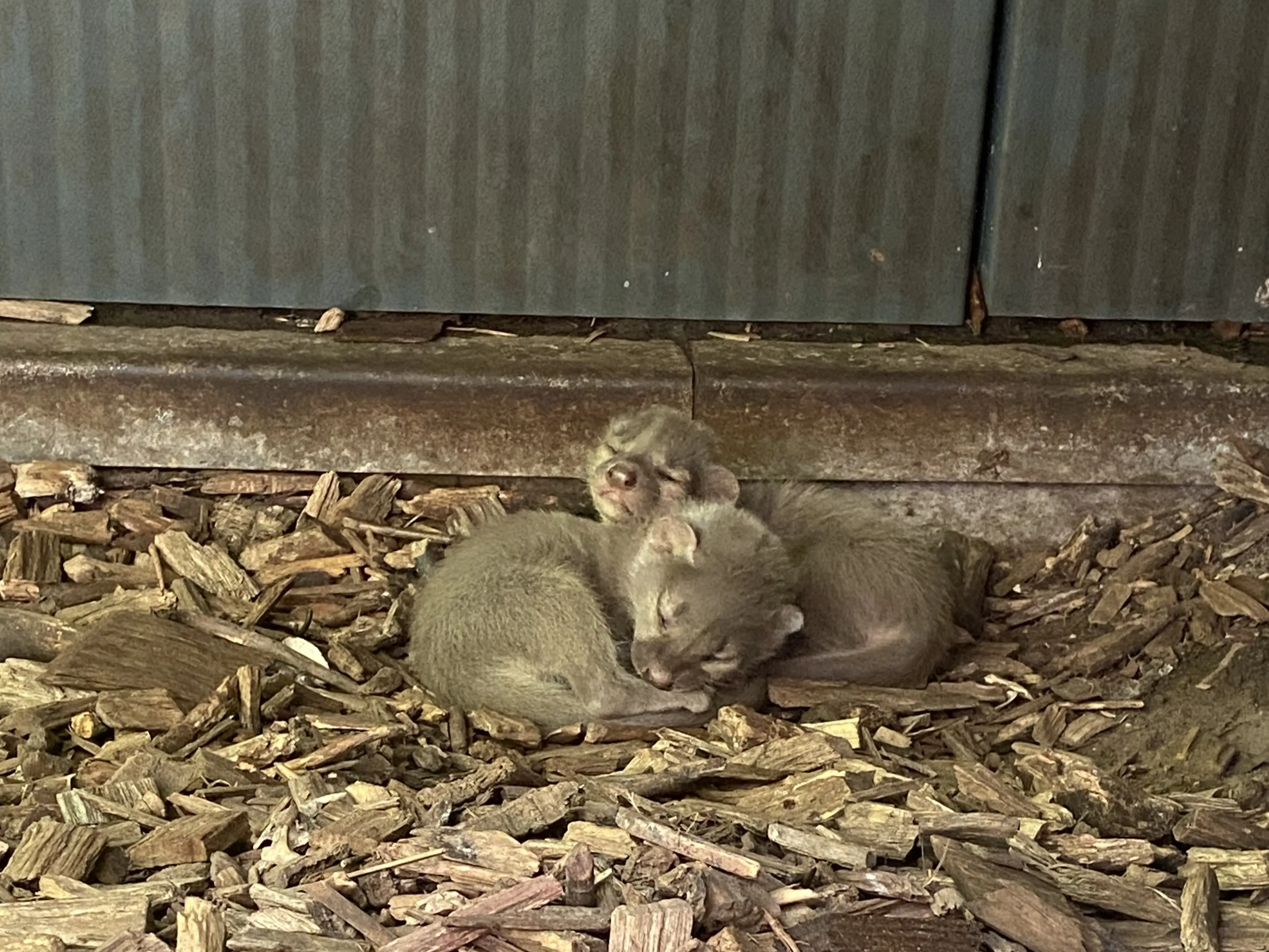 Jonge fossa's geboren in ZooParc Overloon