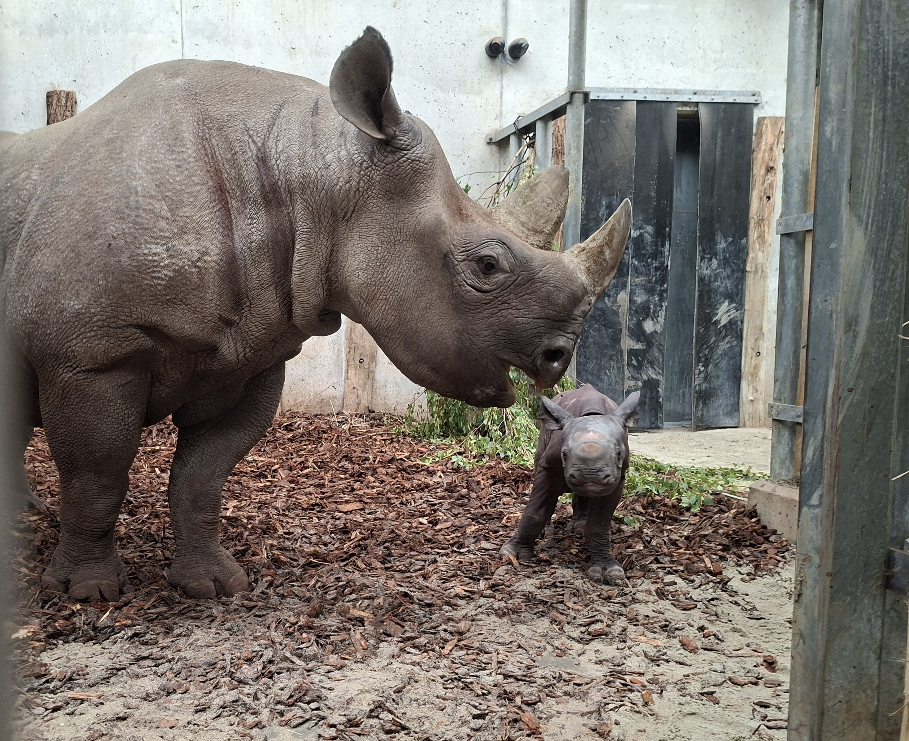 Jonge puntlipneushoorn geboren in Safaripark Beekse Bergen