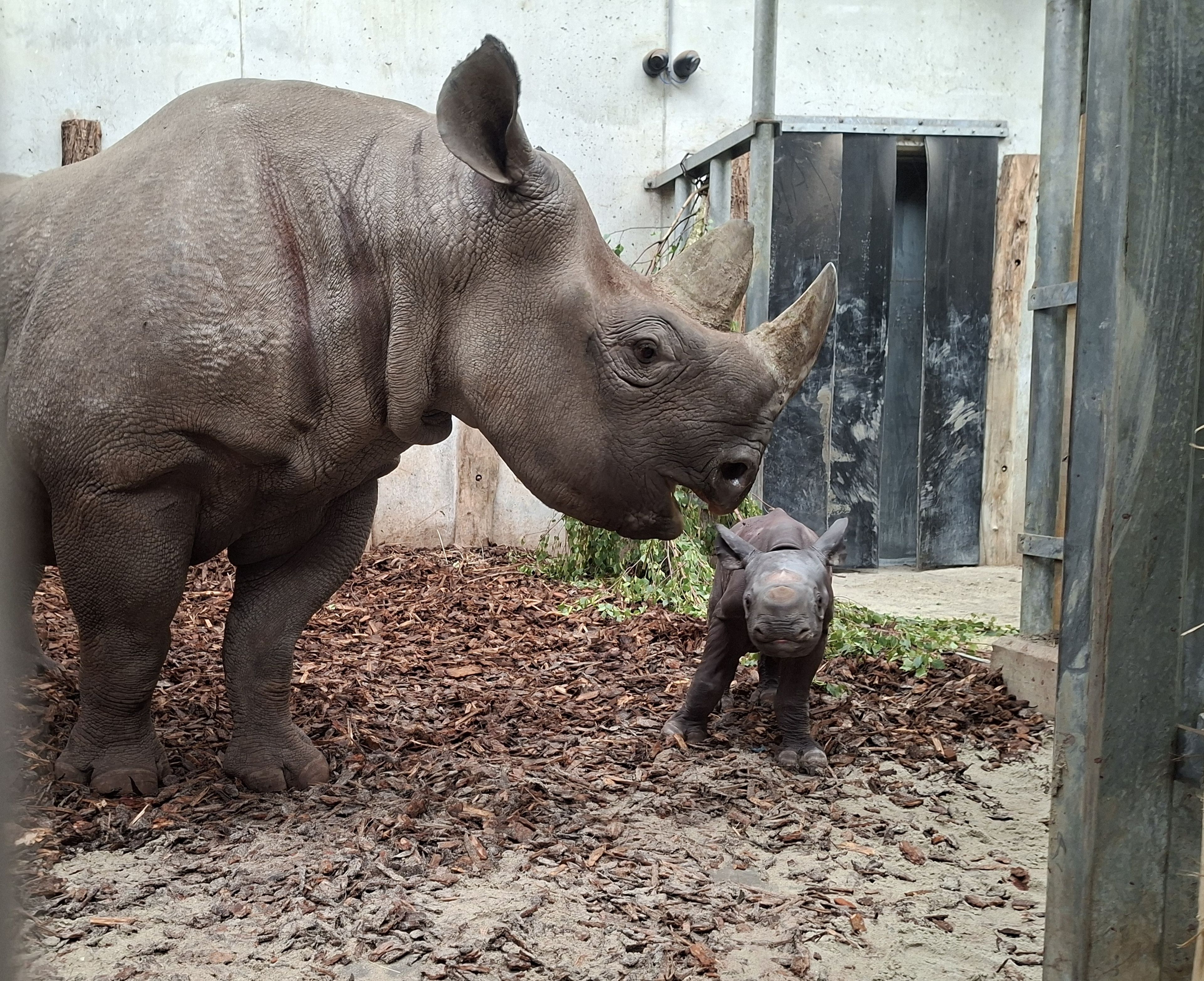 Jonge puntlipneushoorn geboren in Safaripark Beekse Bergen