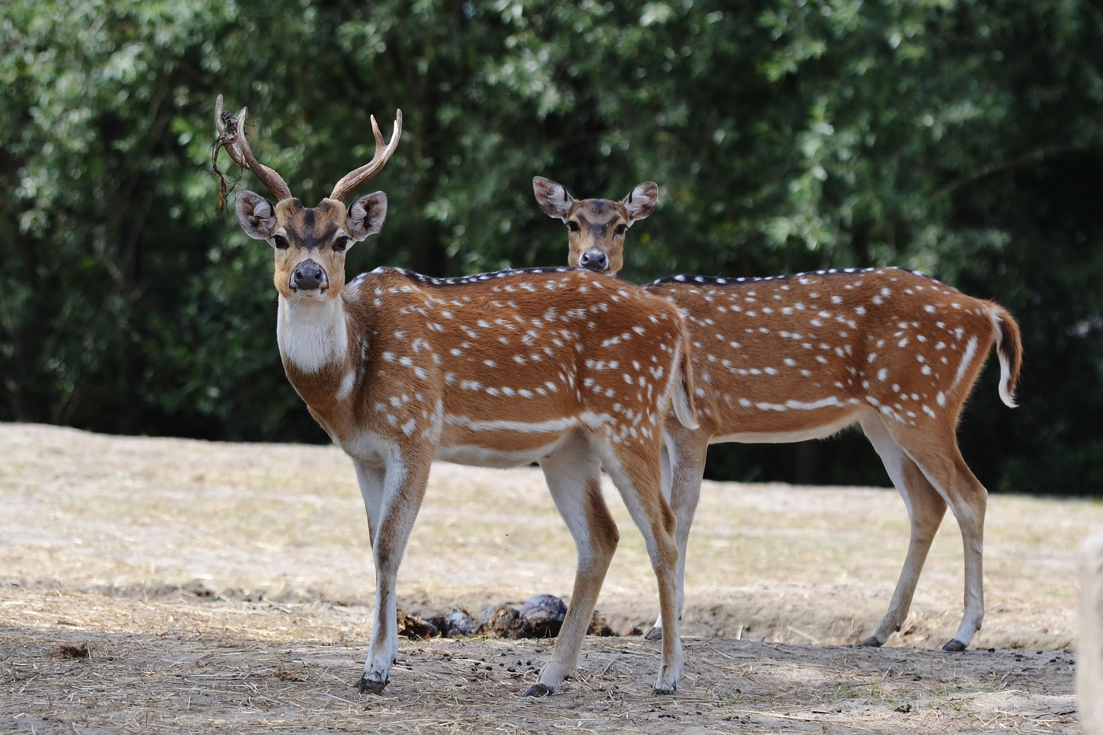 Twee axisherten staan op een grasveld bij Eindhoven Zoo.