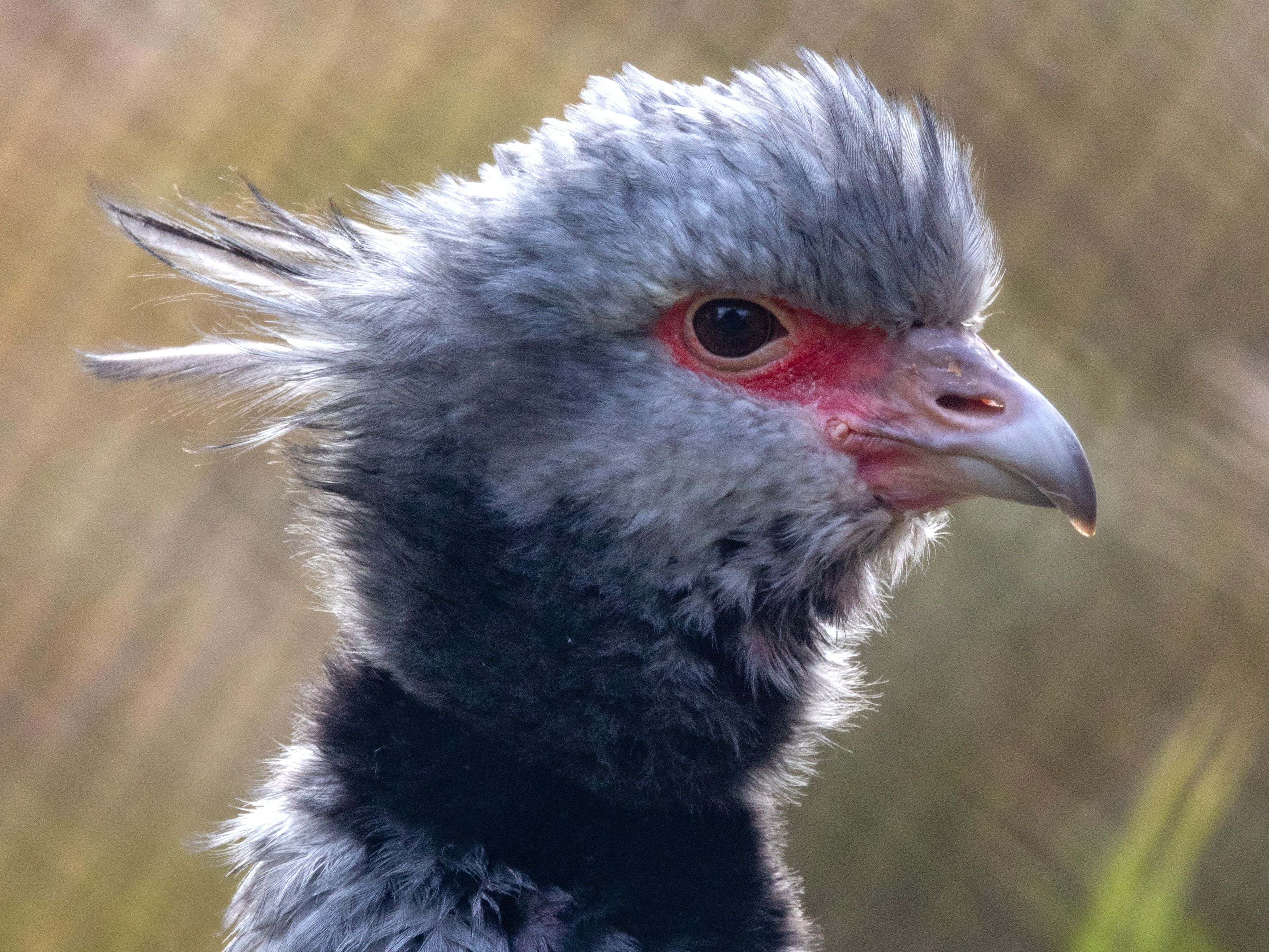 Close-up of a Southern Screamer with a tufted grey crest, bright red face, and sharp beak, against a blurred background.