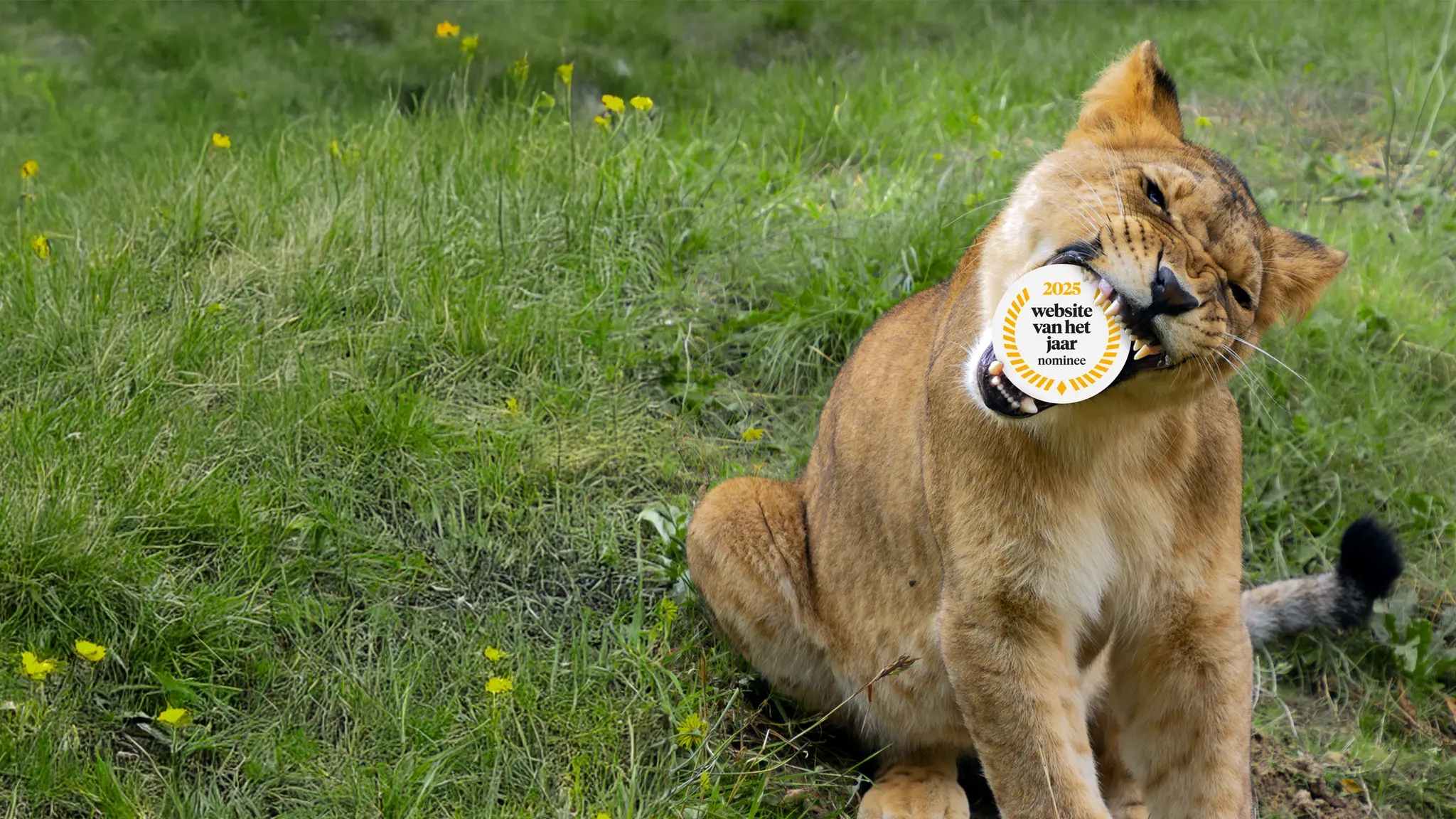Banner website van het jaar Beekse Bergen