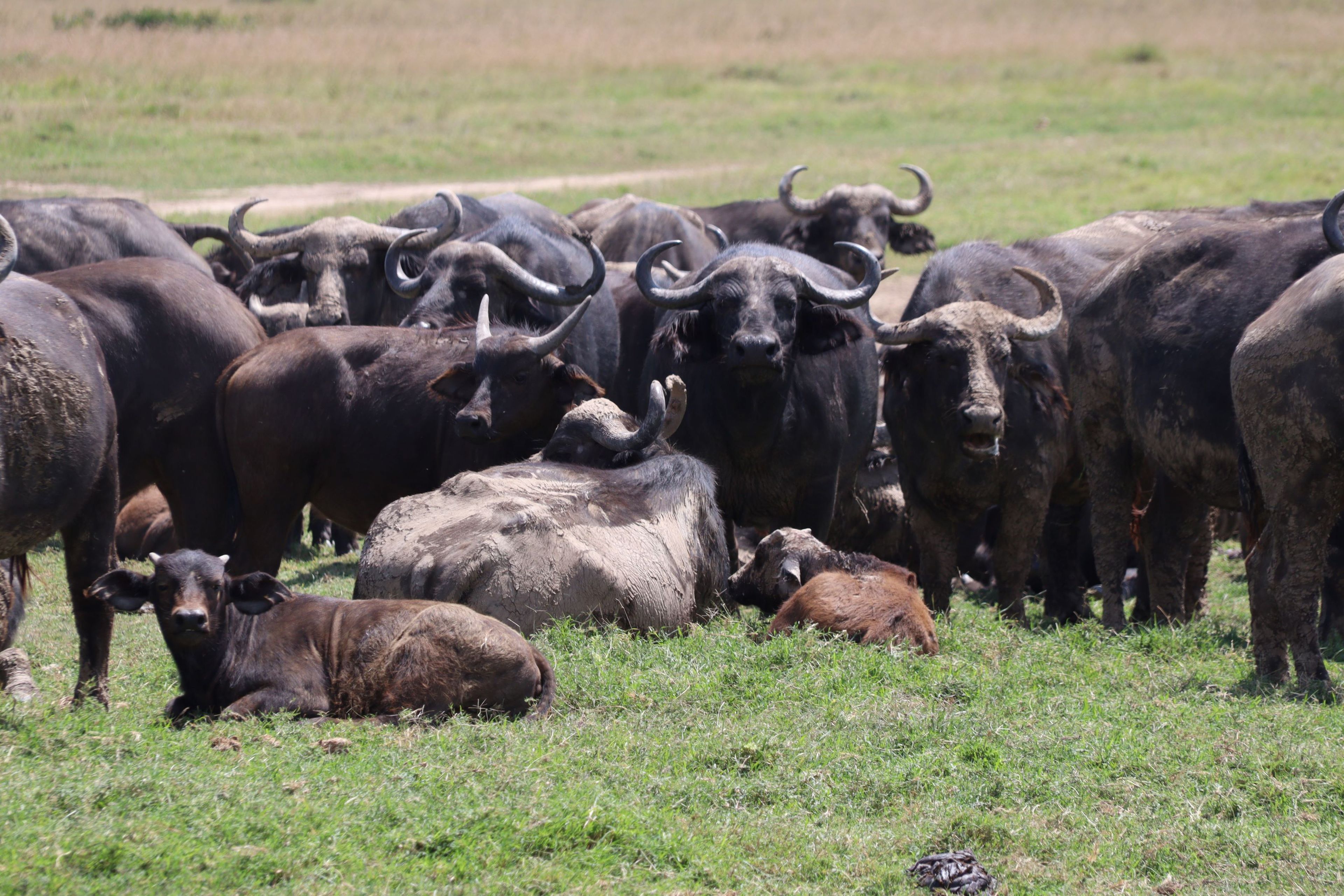 Een groep Kaapse buffels in een beschermd park in Kenia.