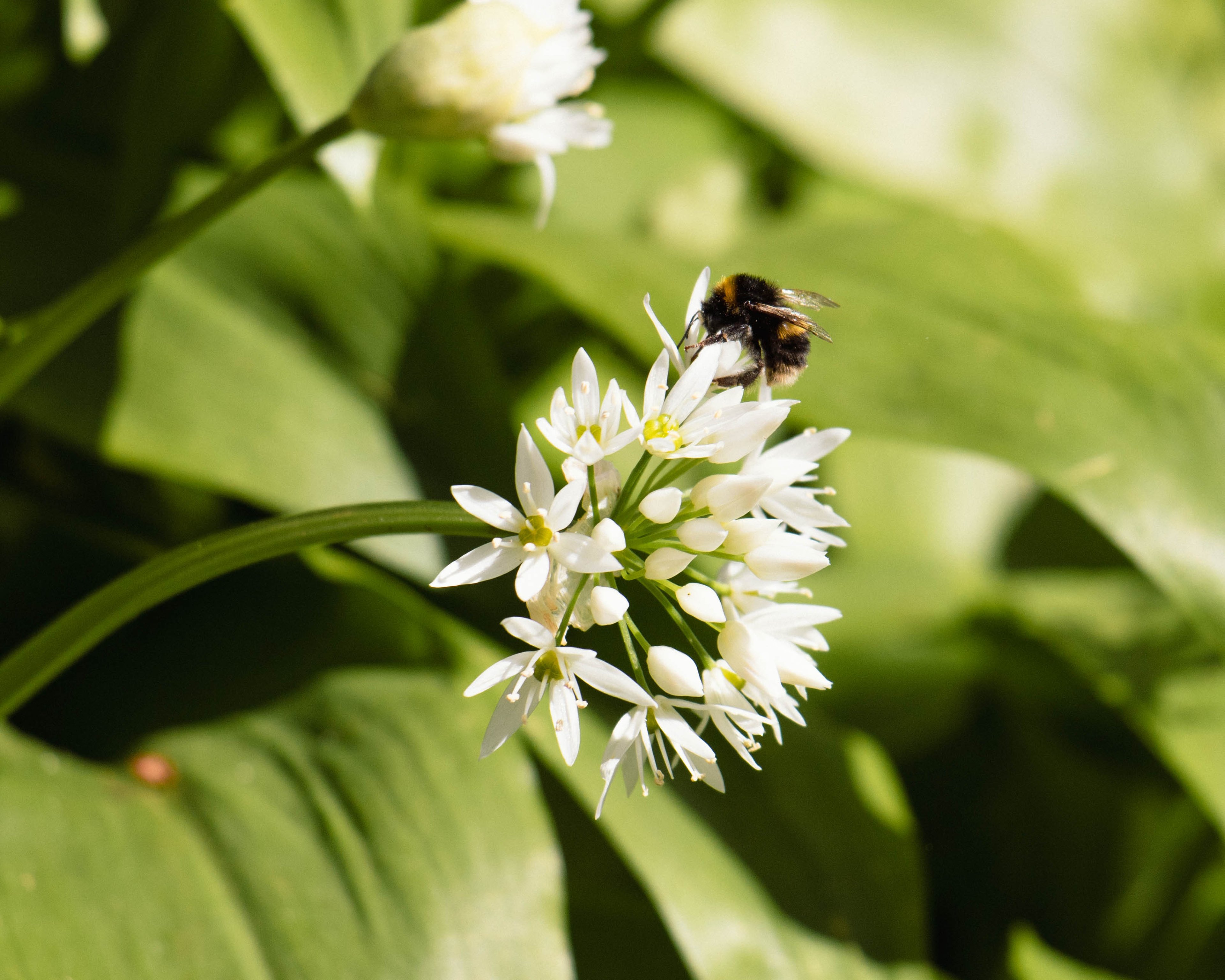 A fuzzy bee collecting nectar from a wild garlic flower in Paignton Zoo's Primley nature reserve