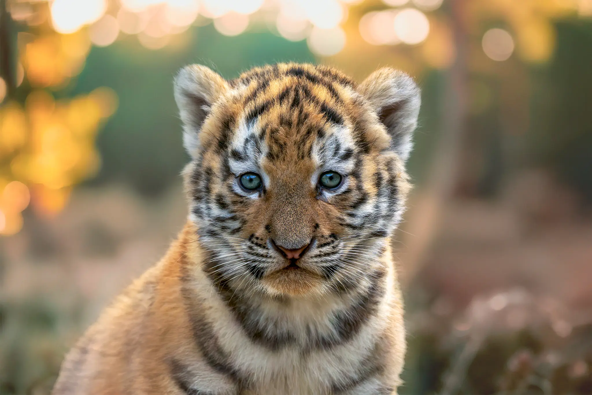 Herfst tijgerjong buiten tussen de bladeren in Safaripark Beekse Bergen