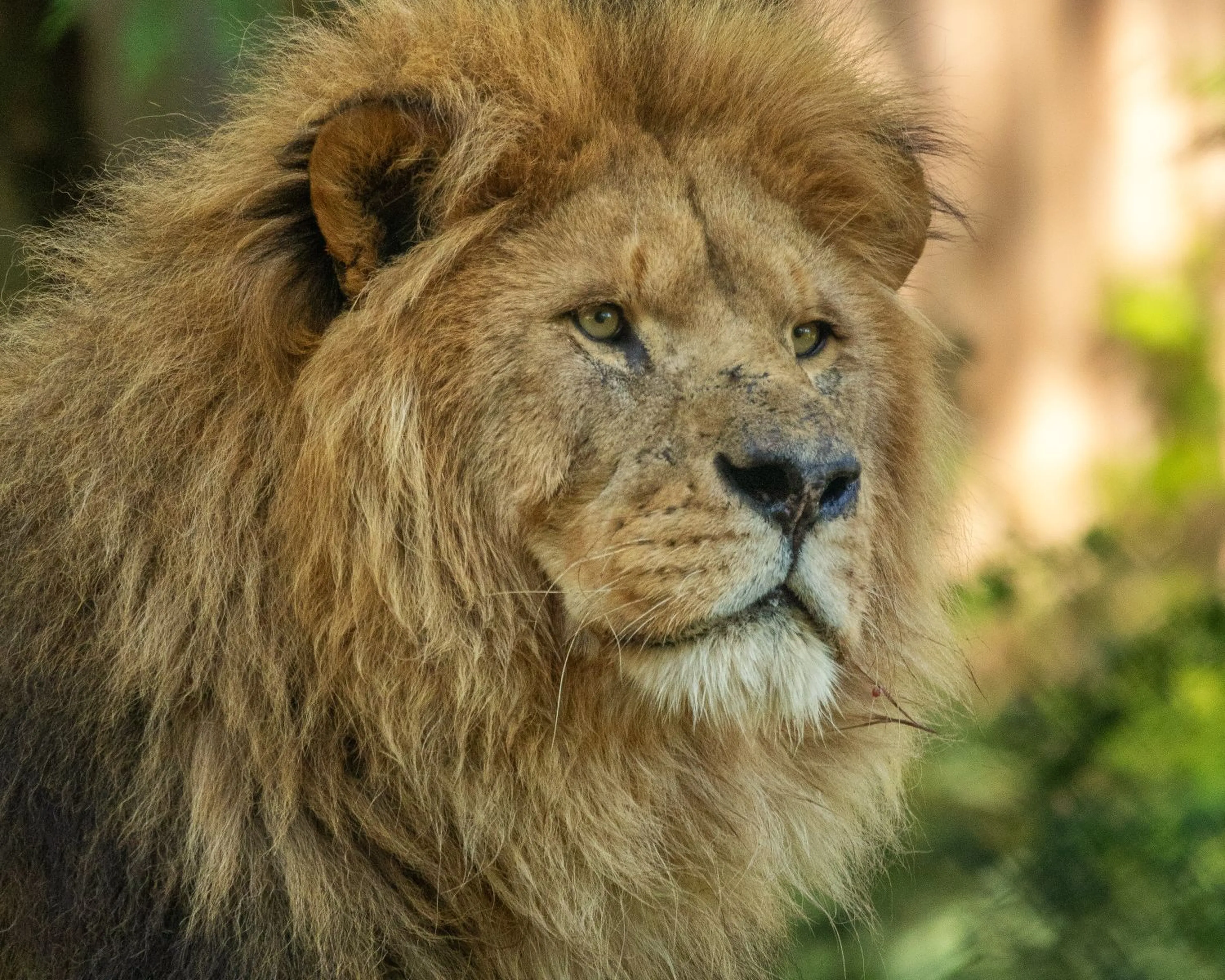Male African lion looking into the distance at Paignton Zoo in Devon, UK