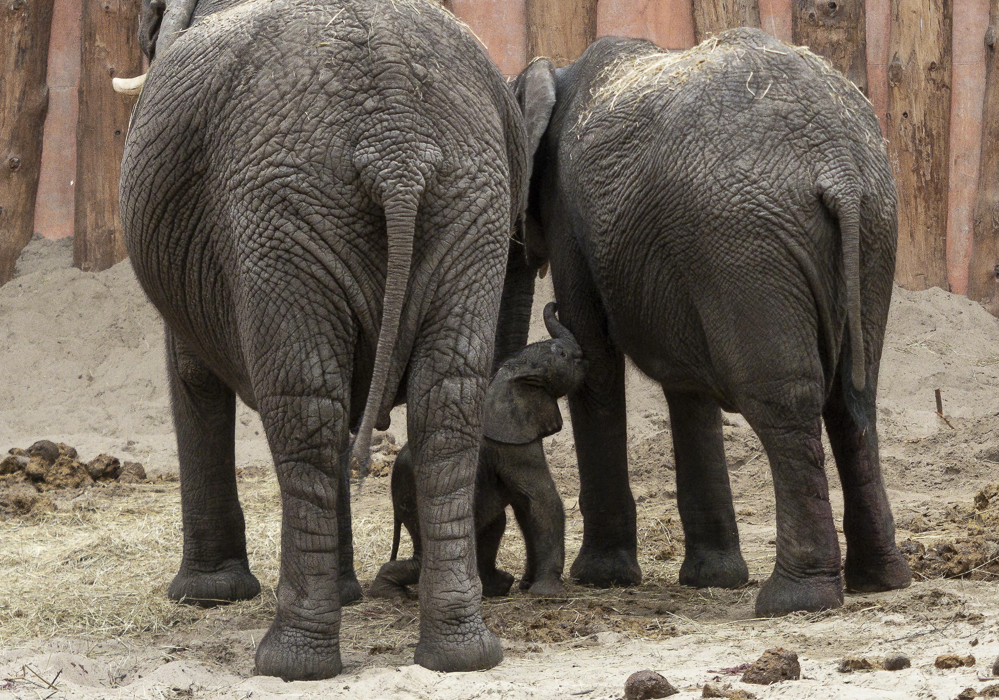 Twee olifanten en hun jong in de stal in Safaripark Beekse Bergen