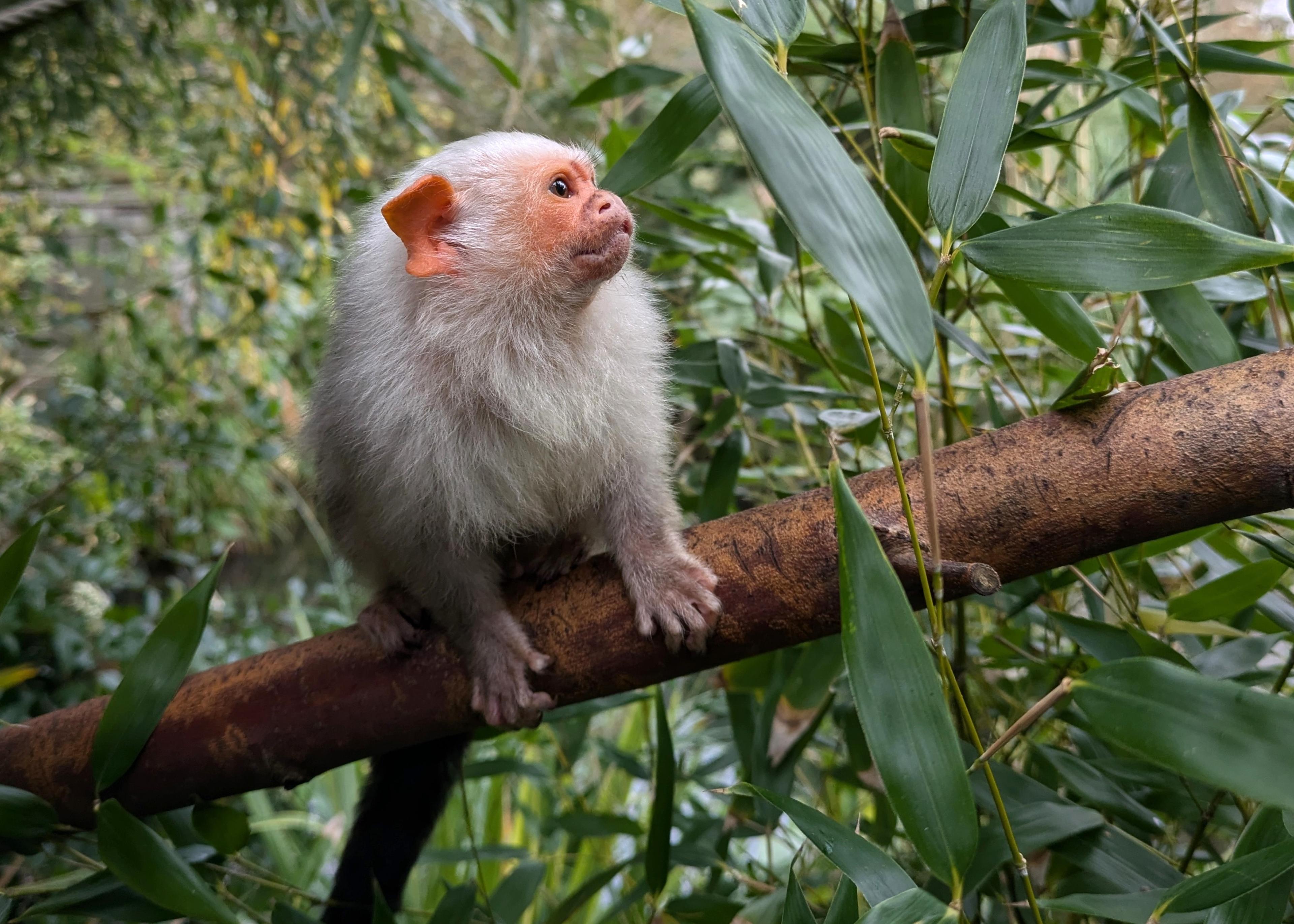 A silvery marmoset with white fur and orange ears rests on a branch surrounded by green bamboo leaves.