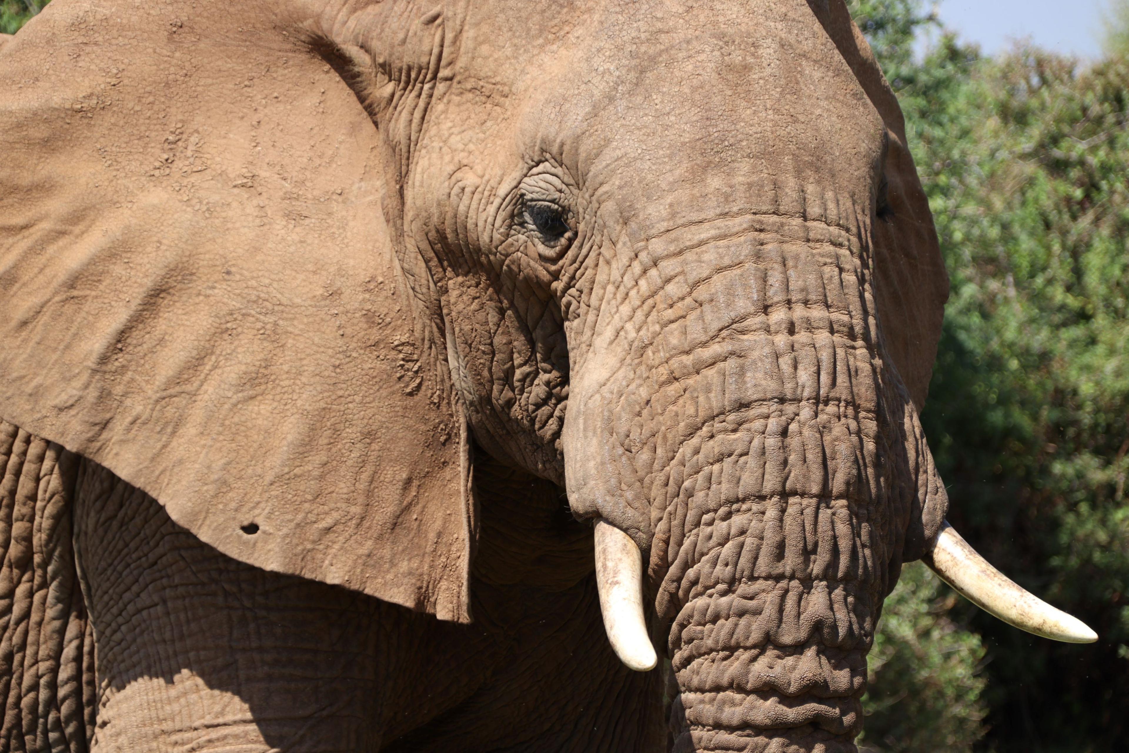Afrikaanse savanneolifant in Samburu National Park in Kenia.