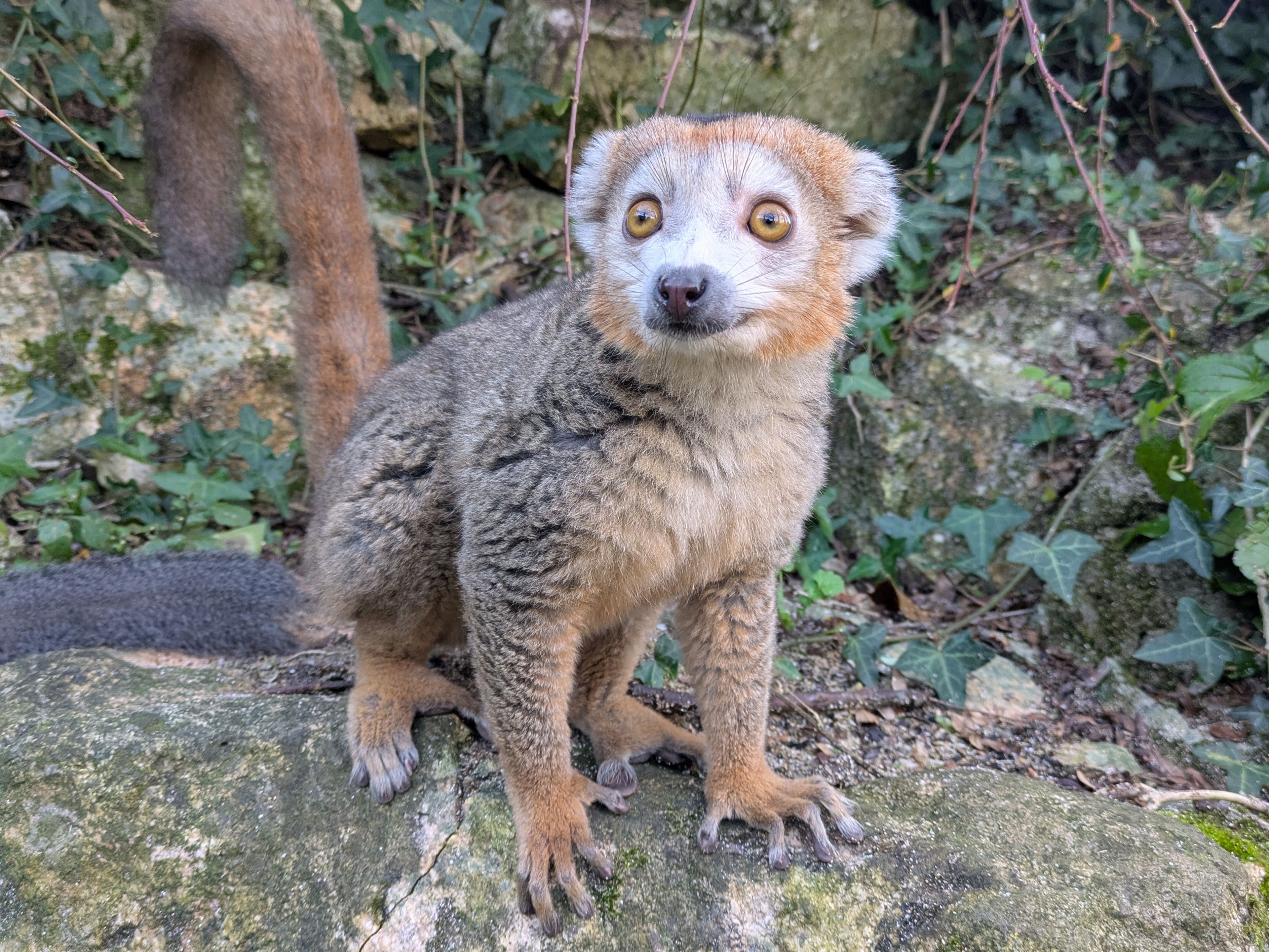 A crowned lemur with bright eyes and soft fur sits on a rock surrounded by green ivy and foliage.