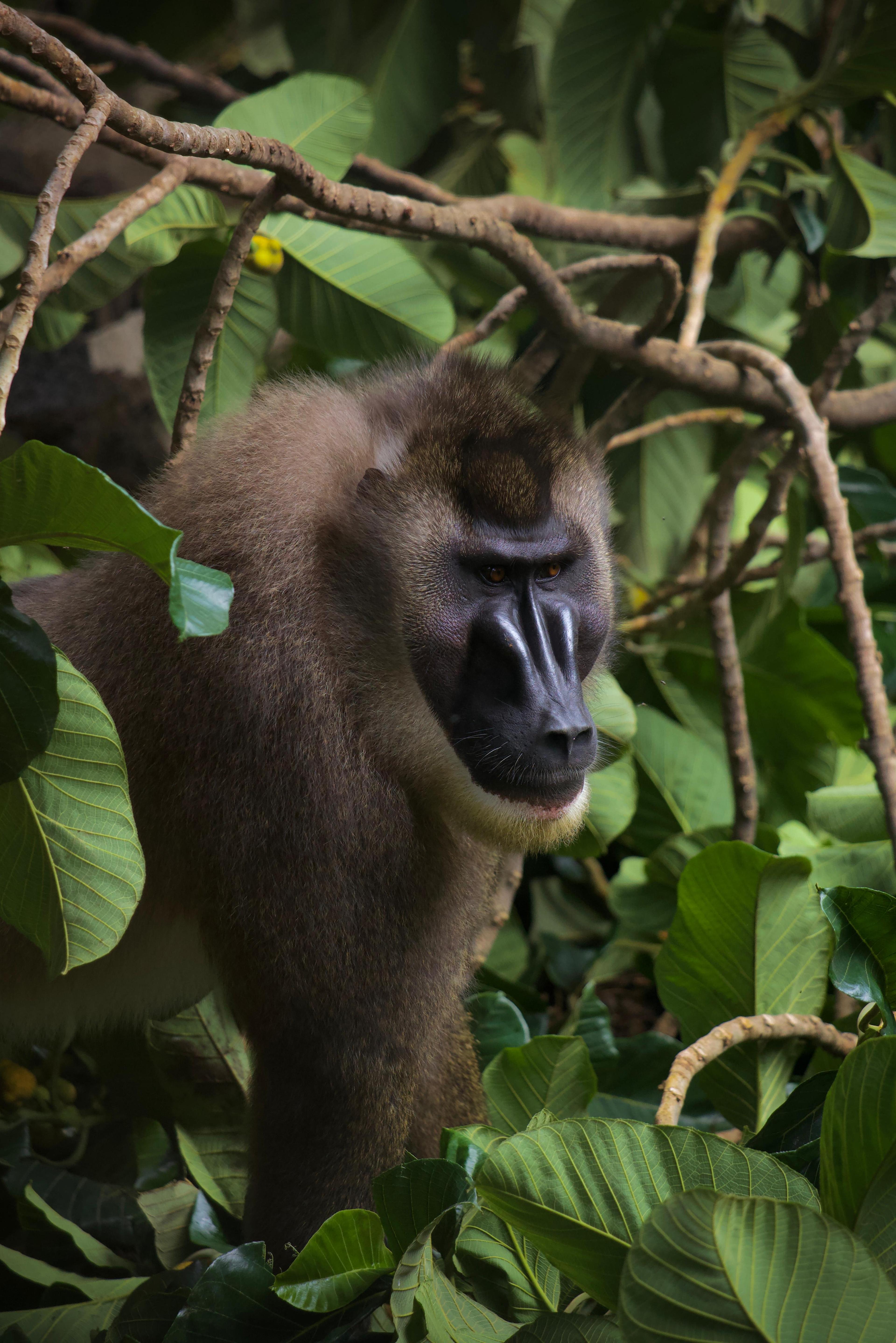 Een dril in het Limbe Wildlife Centre in Kameroen, dat we steunen met het project van het jaar 2026, via Stichting Wildlife en ZooParc Overloon.