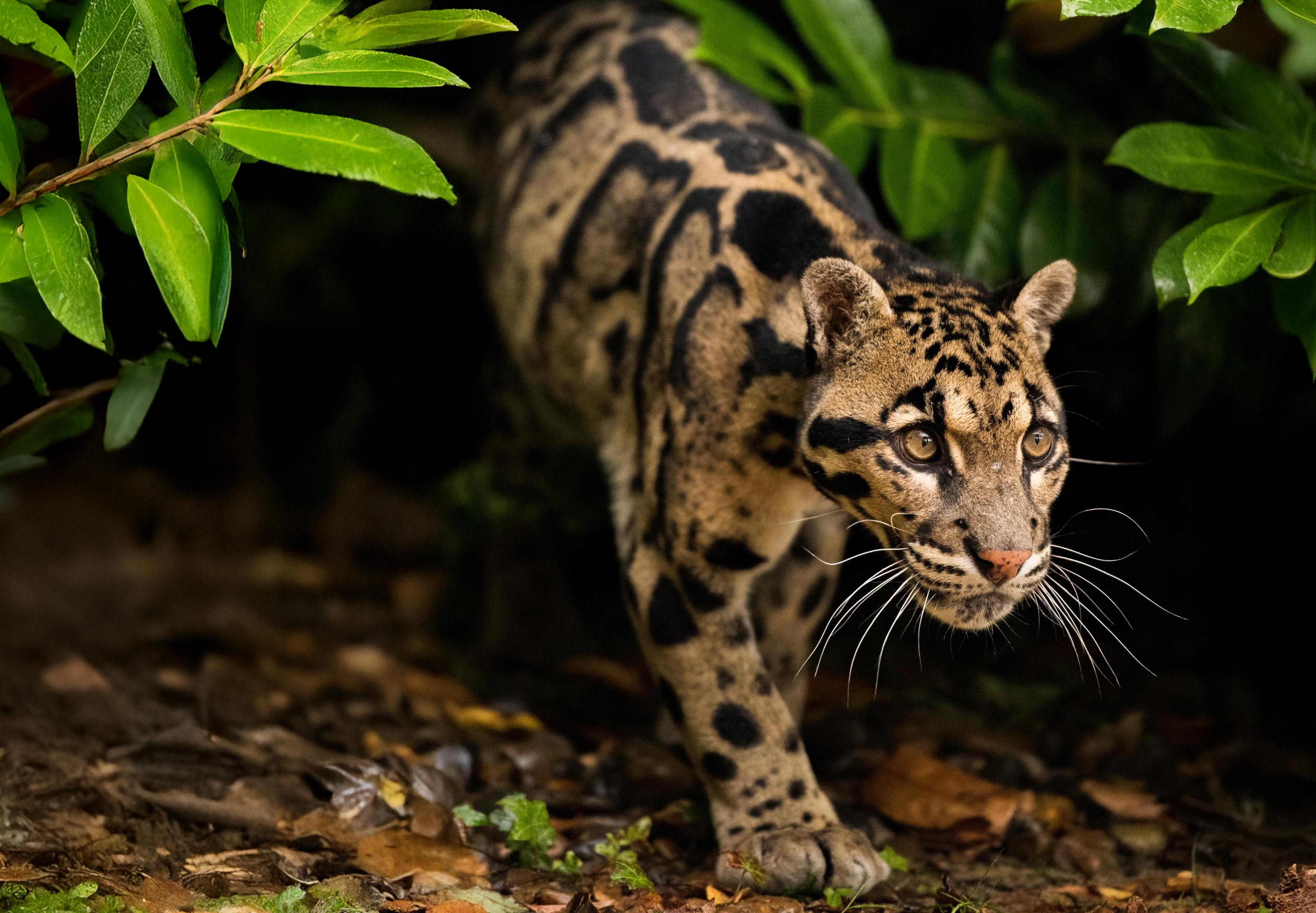 Nevelpanter close-up oerwoud bewerkt ZooParc Overloon