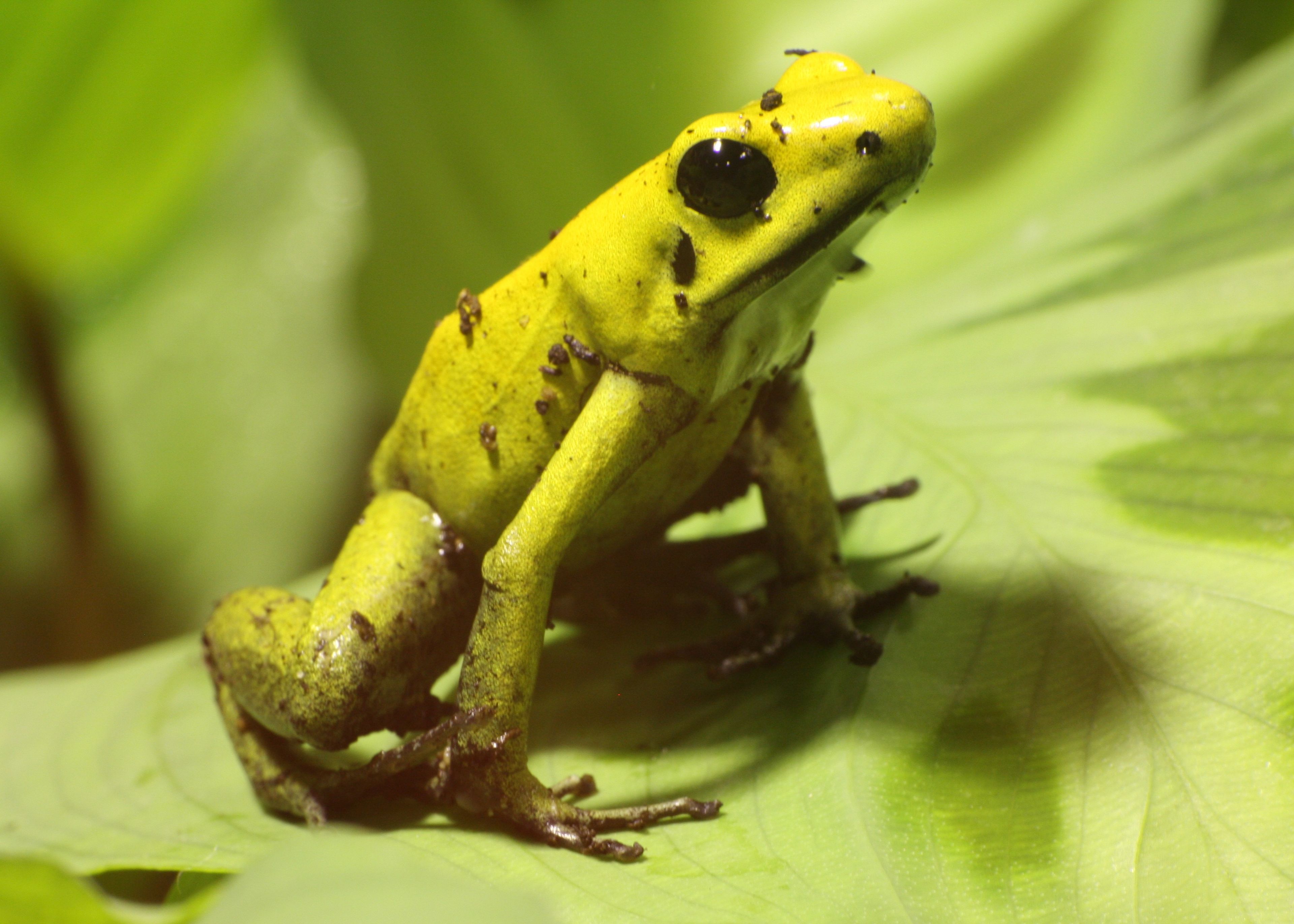 A vibrant yellow poison dart frog sits on a large green leaf, its skin speckled with dark spots. Paignton Zoo in Devon, UK