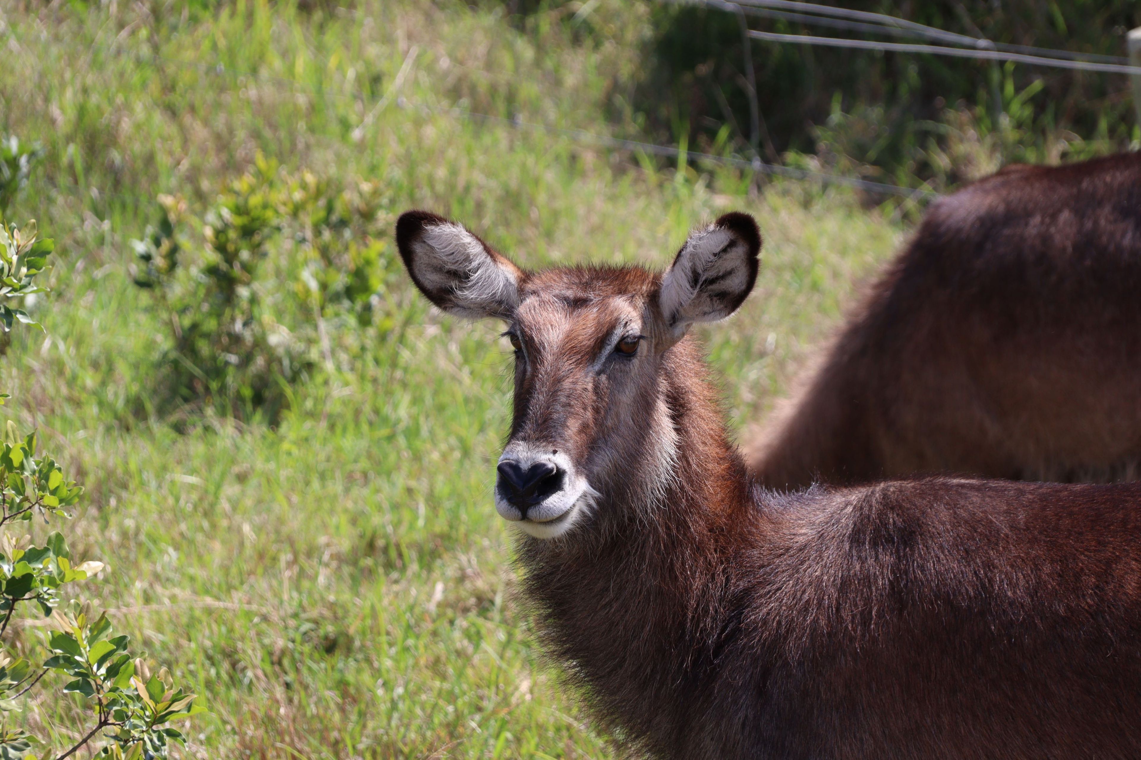 Een Defassa waterbok in een beschermd park in Kenia.