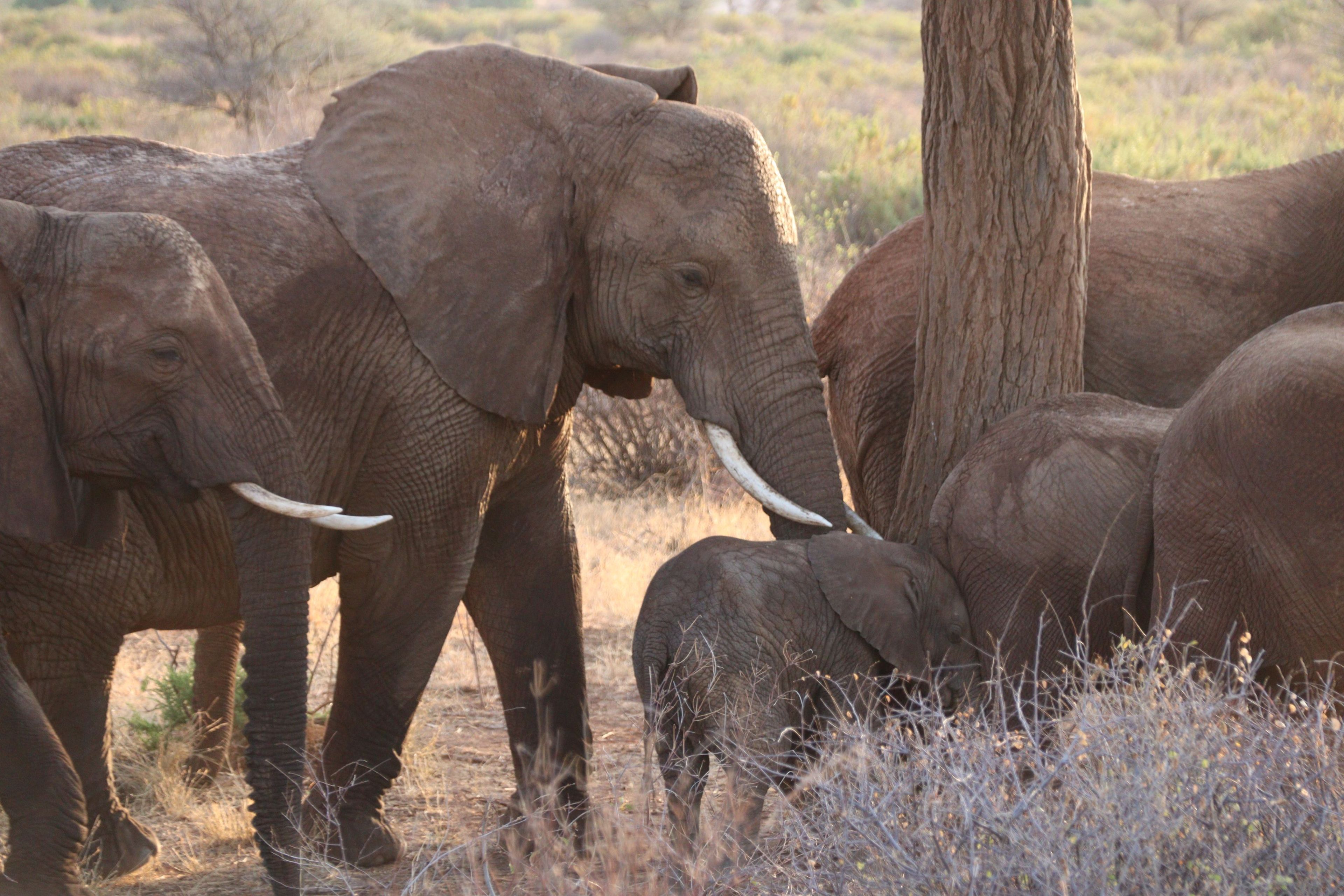 Afrikaanse savanneolifanten met jongen in Samburu National Park in Kenia.