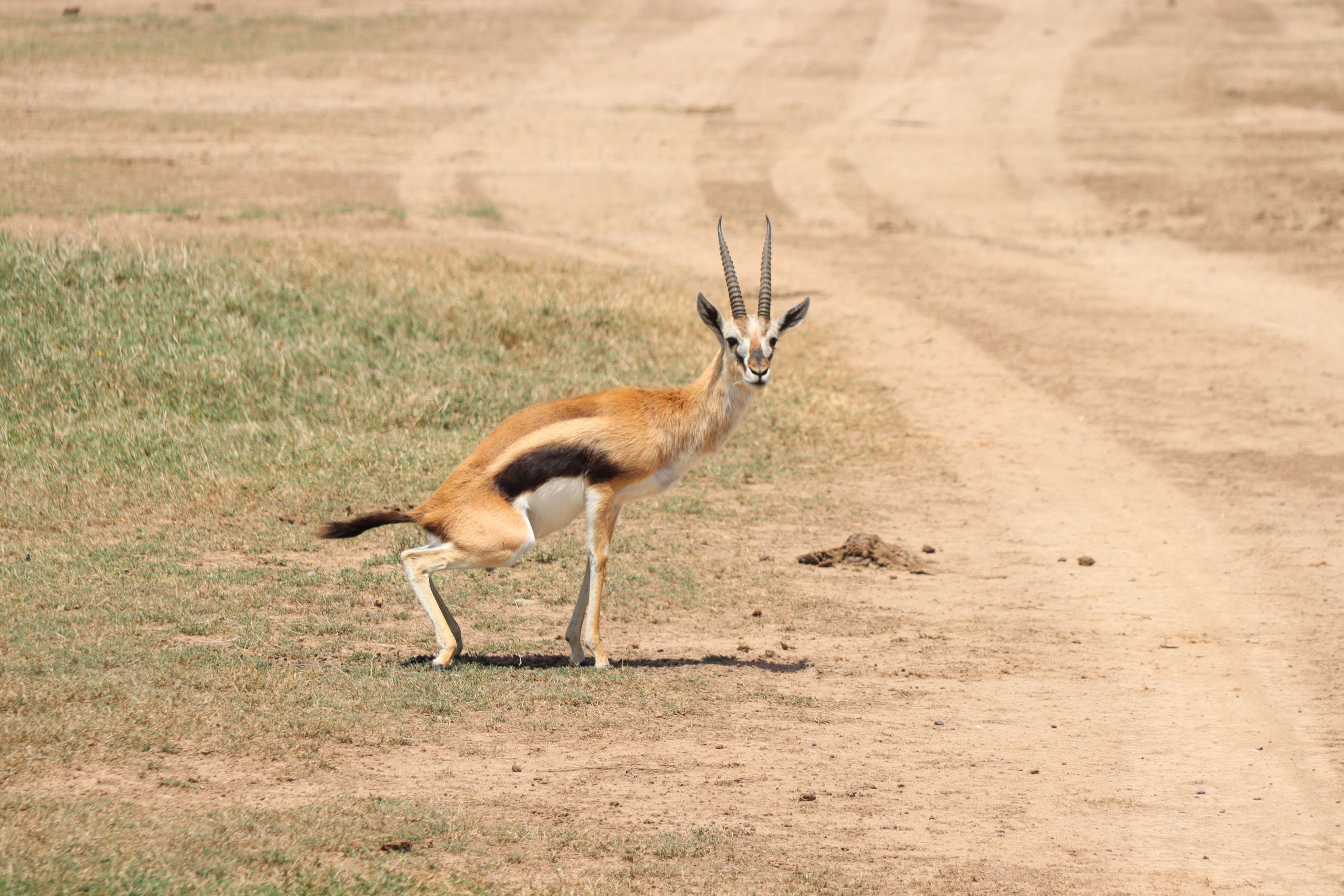 Een Thomson's gazelle in een beschermd park in Kenia.
