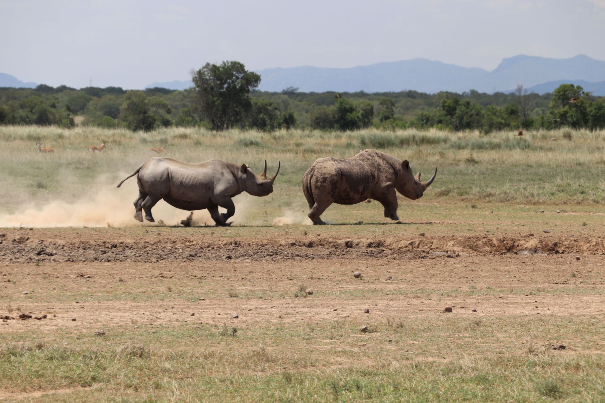 Twee rennende puntlipneushoorns in een beschermd park in Kenia.