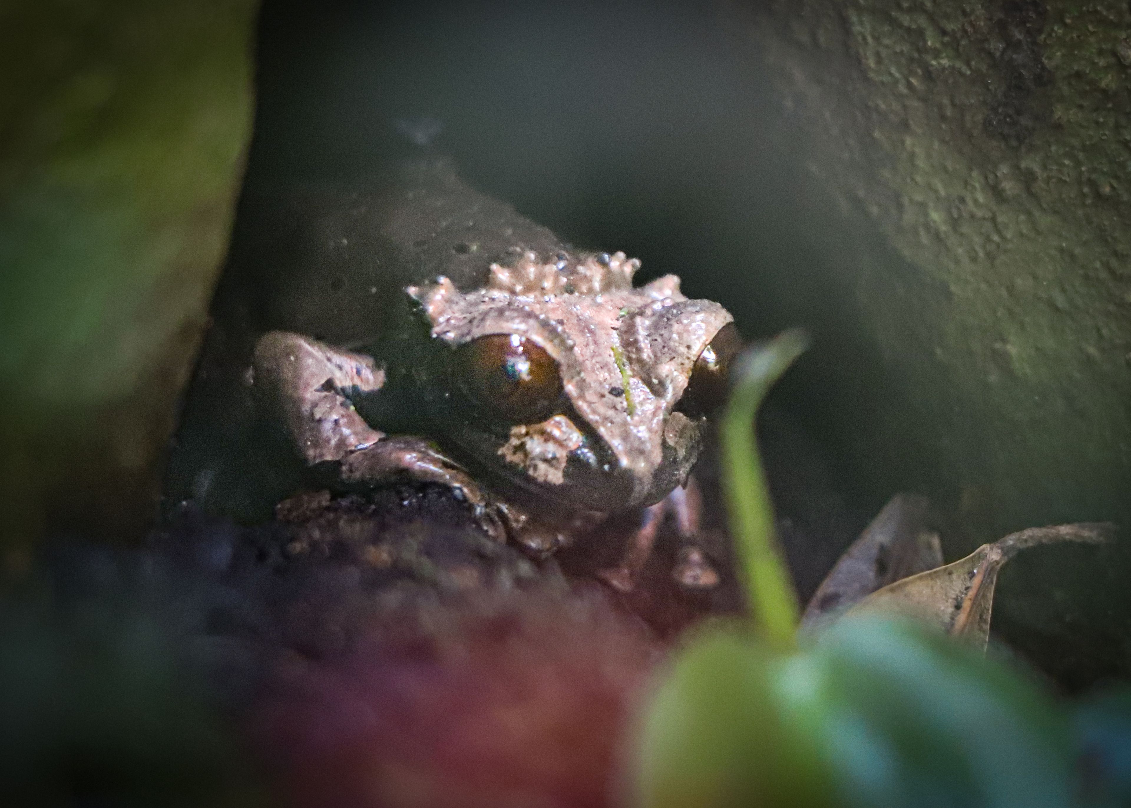 Crowned tree frog hiding in the shadows at Paignton Zoo in Devon, UK