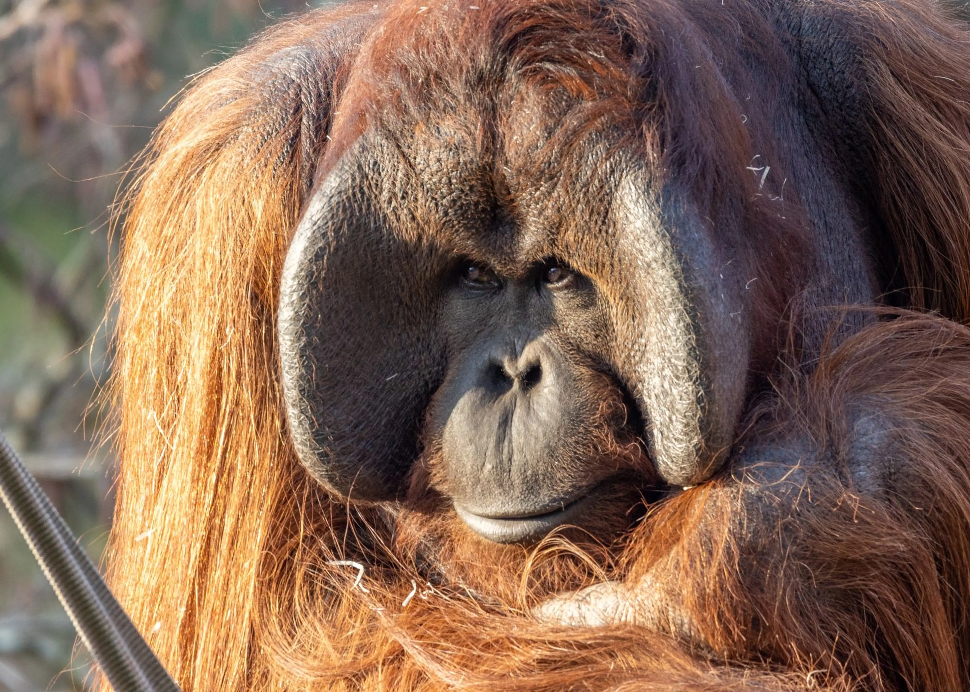Up-close shot of male Bornean orangutan with large flanges, at Paignton Zoo in Devon, UK