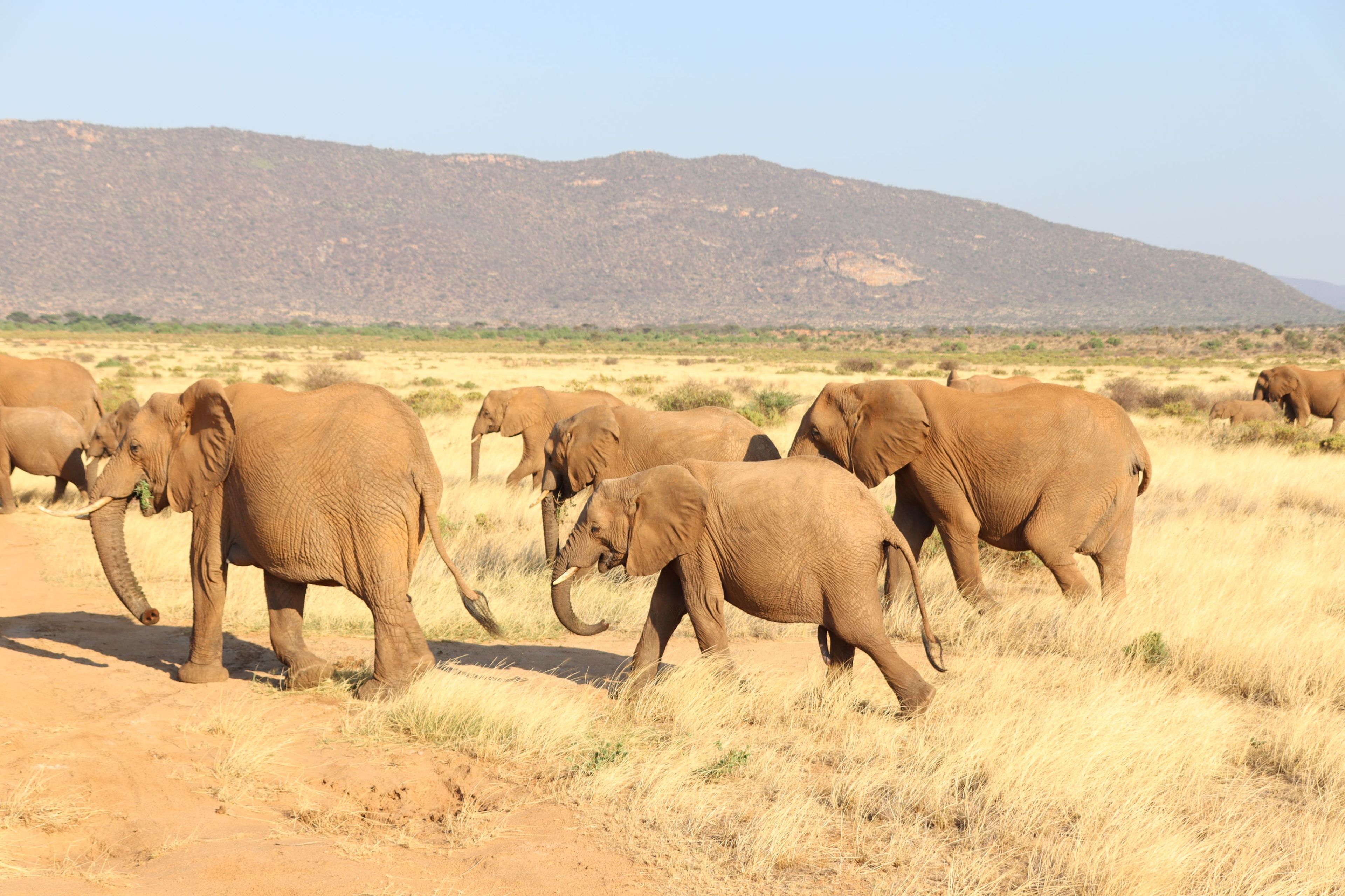 Een groep Afrikaanse savanneolifanten lopen in Samburu National Park in Kenia.