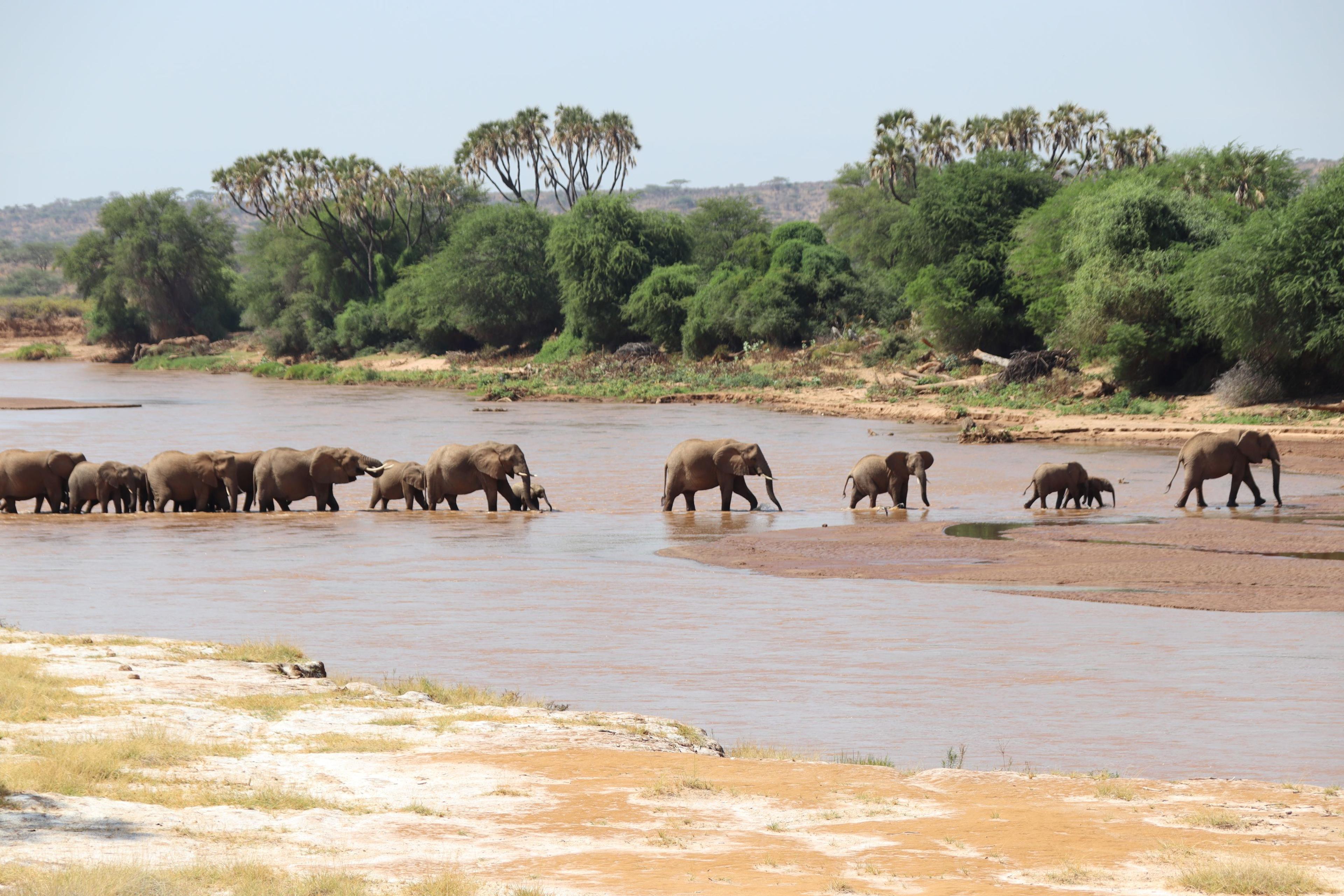 Een groep Afrikaanse savanneolifanten steekt de rivier over Afrikaanse savanneolifant in Samburu National Park in Kenia.