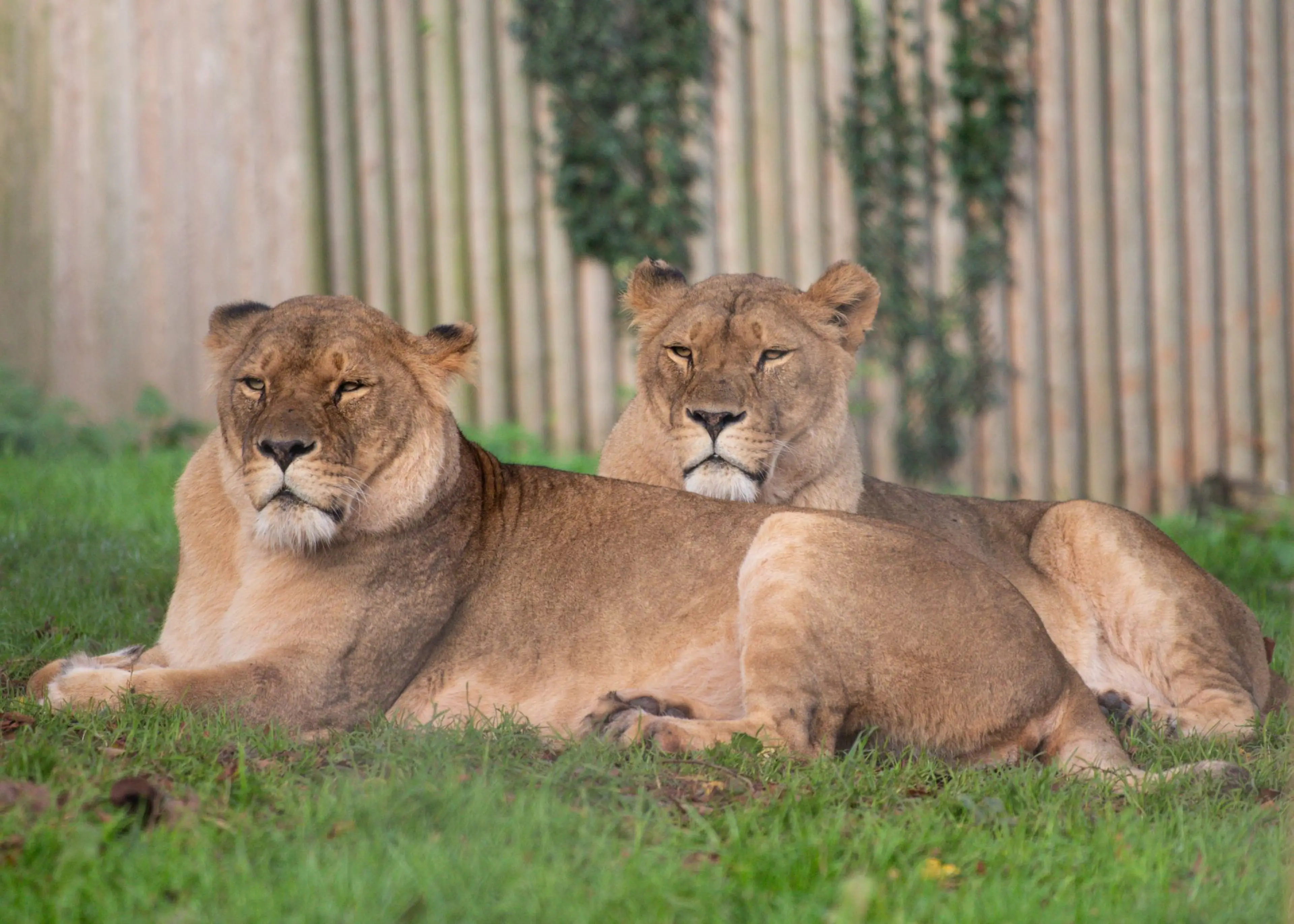 Two African lionesses sitting together in the grass at Paignton Zoo in Devon, UK