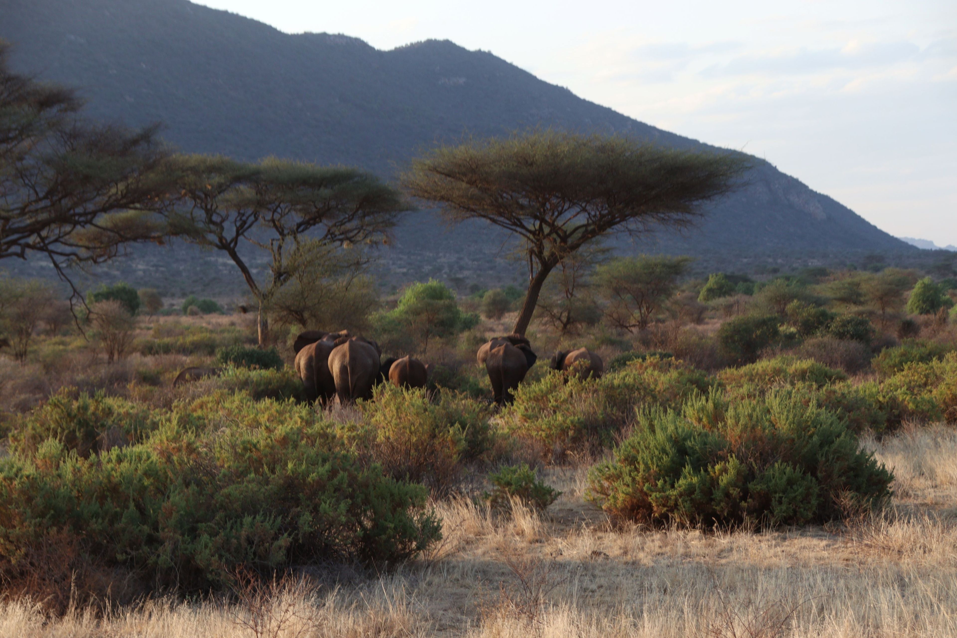Afrikaanse savanneolifanten met jongen in Samburu National Park in Kenia.
