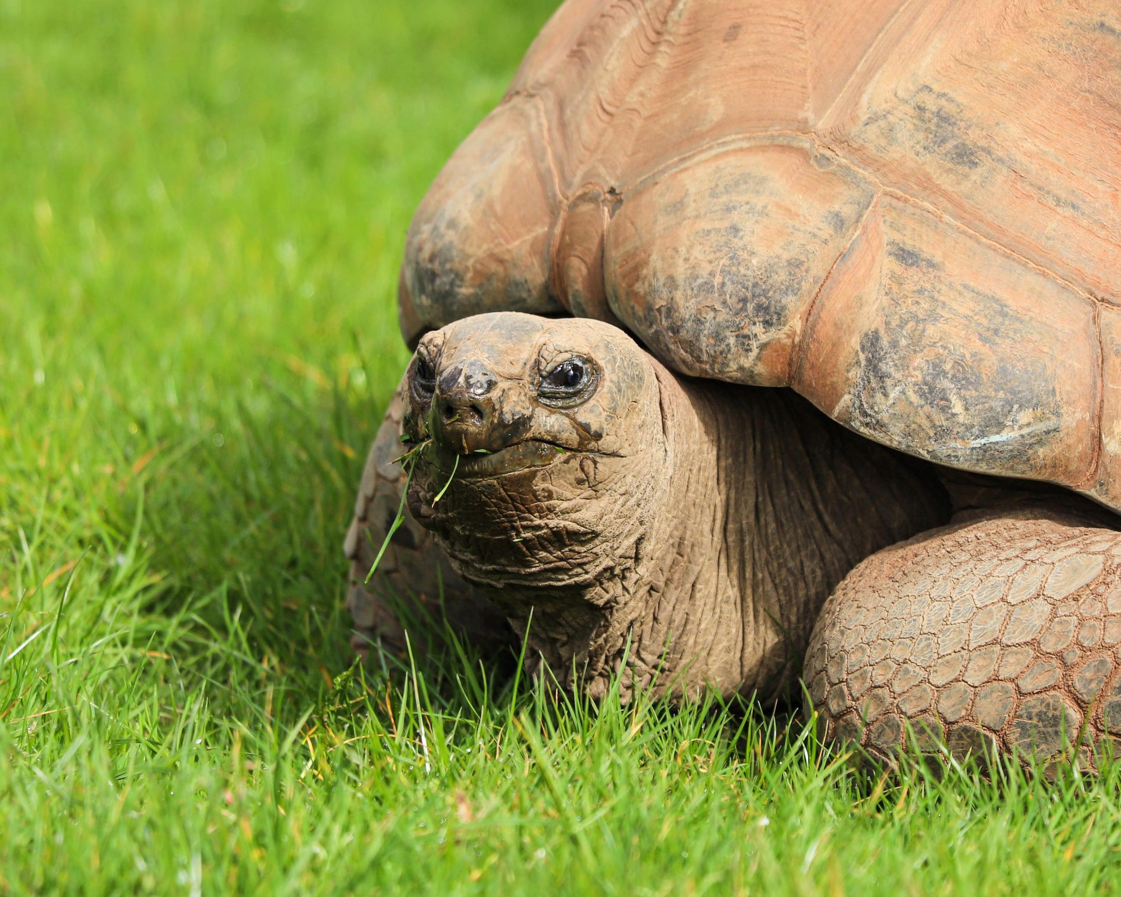 Aldabra giant tortoise sitting in the grass at Paignton Zoo in Devon, UK