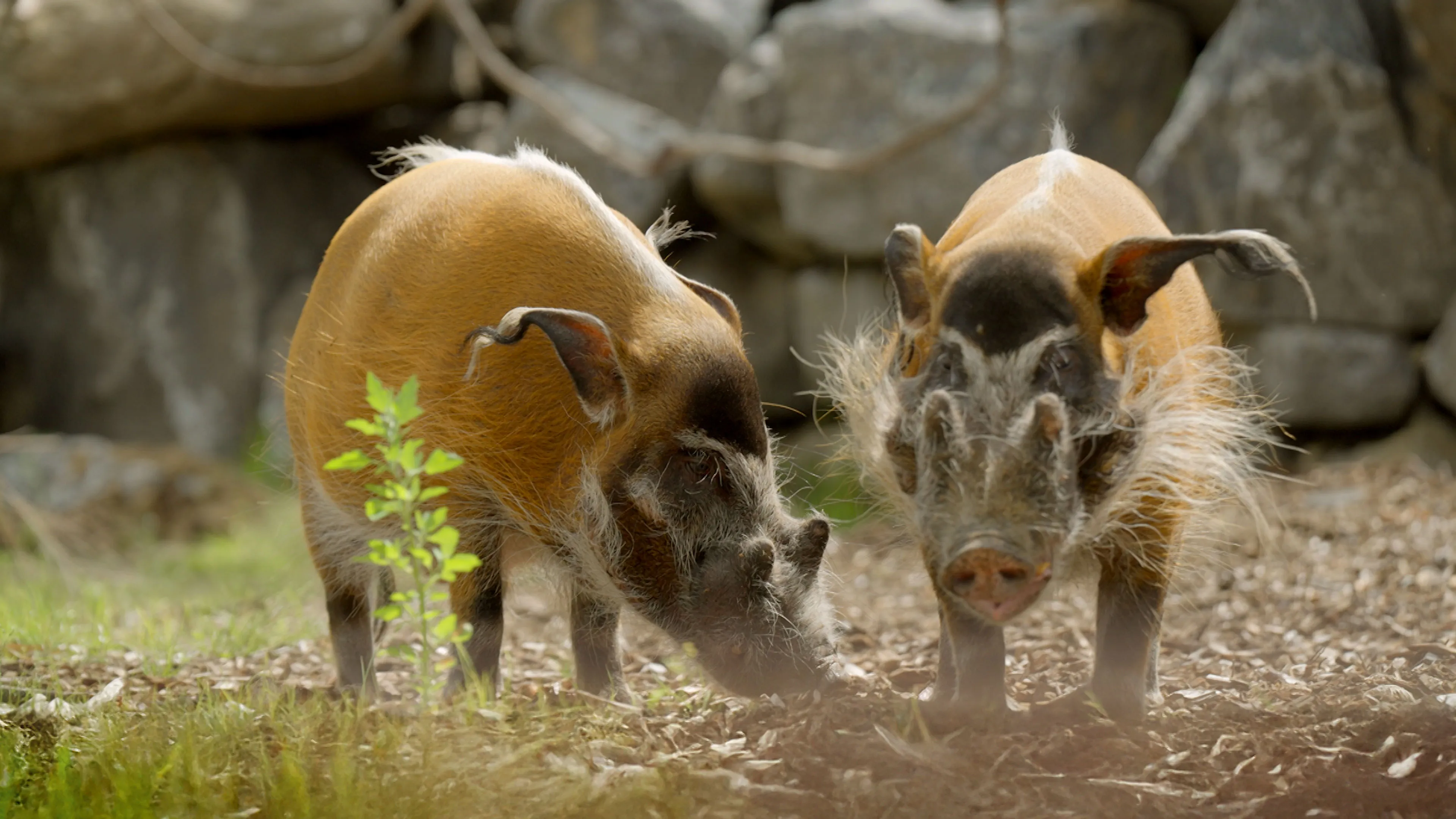 Penseelzwijnen in Ngyuwe, ZooParc Overloon