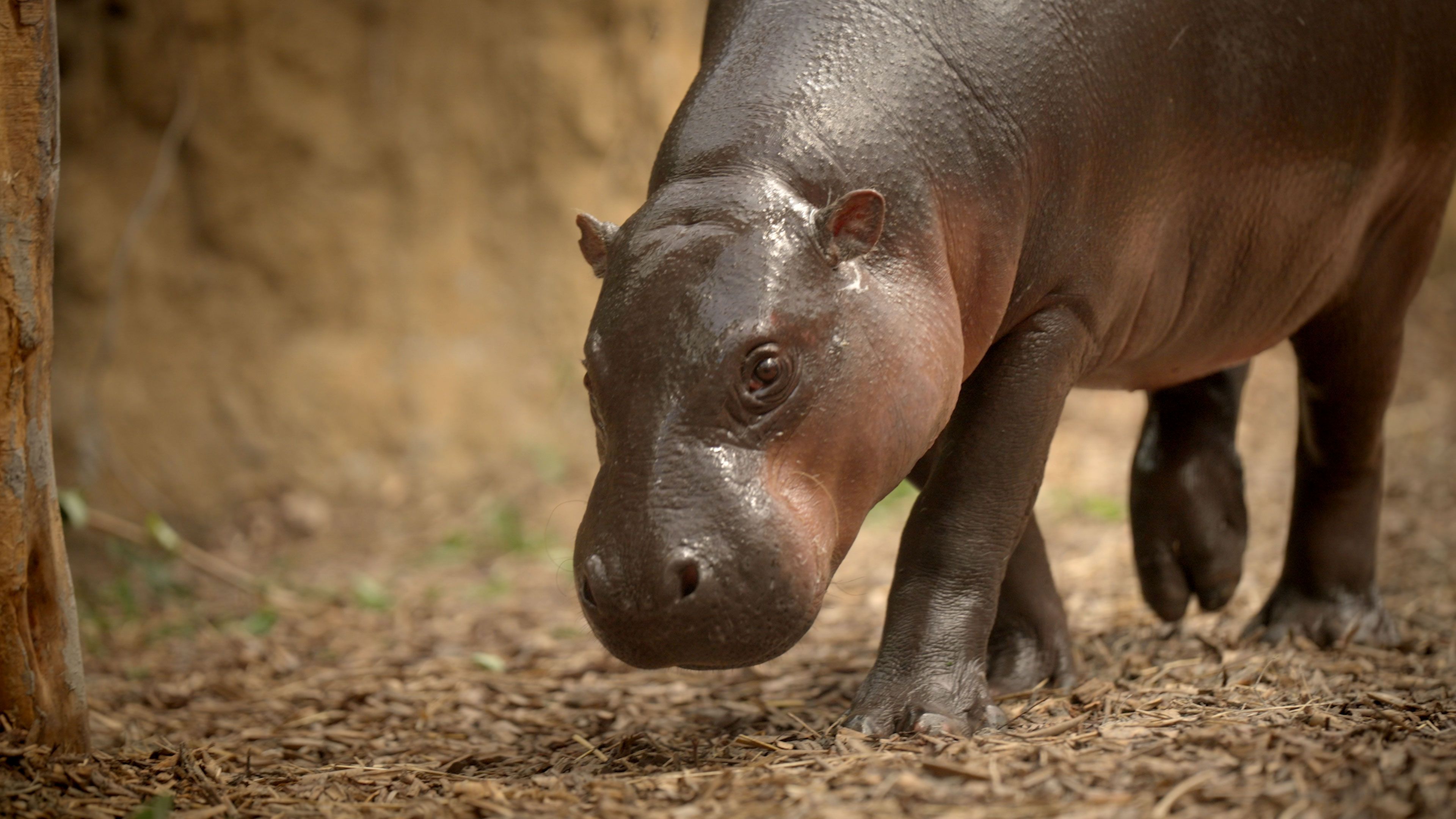 Een dwergnijlpaard in Ngyuwe, ZooParc Overloon