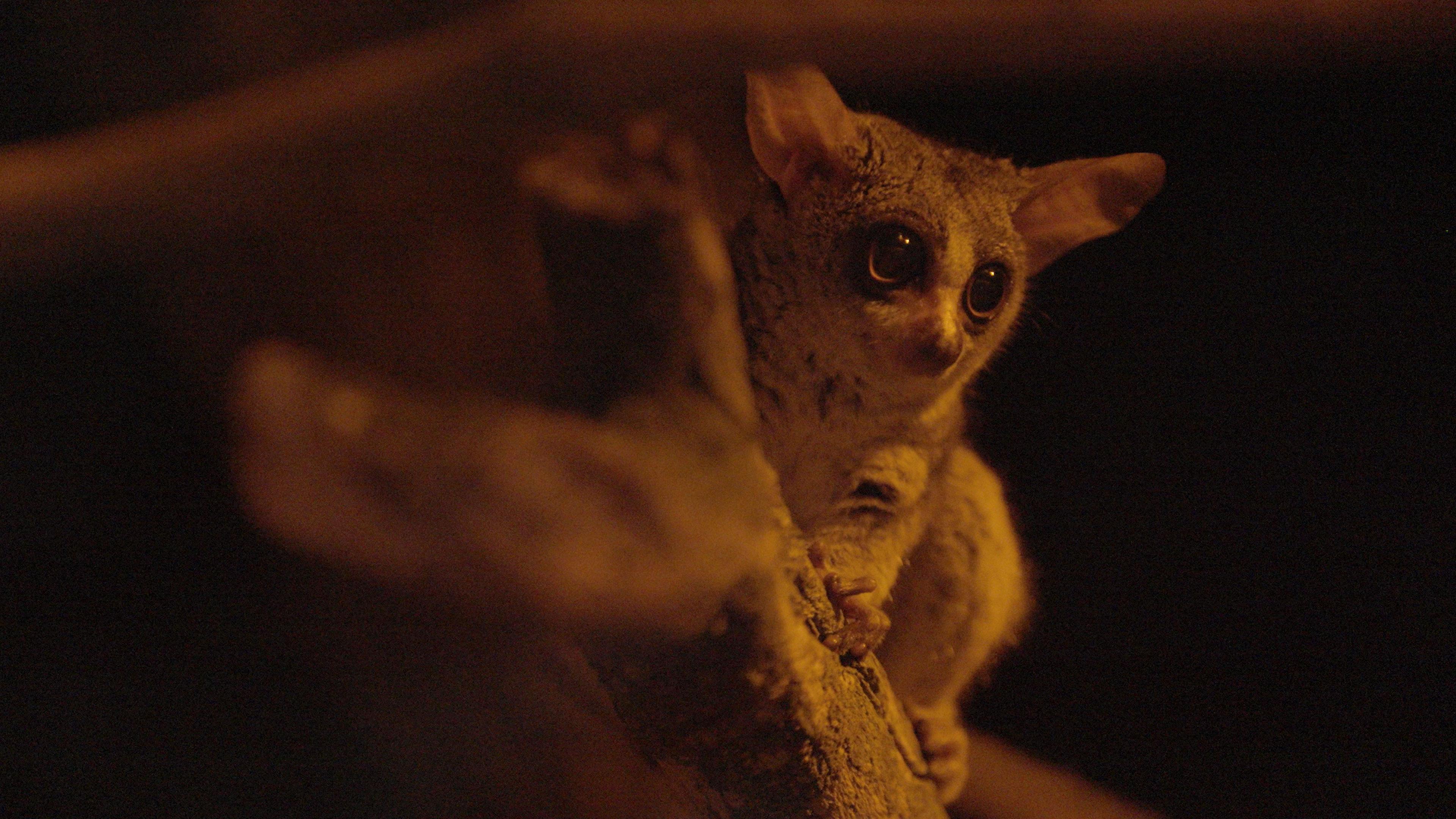 Een Senegal galago in Ngyuwe, ZooParc Overloon