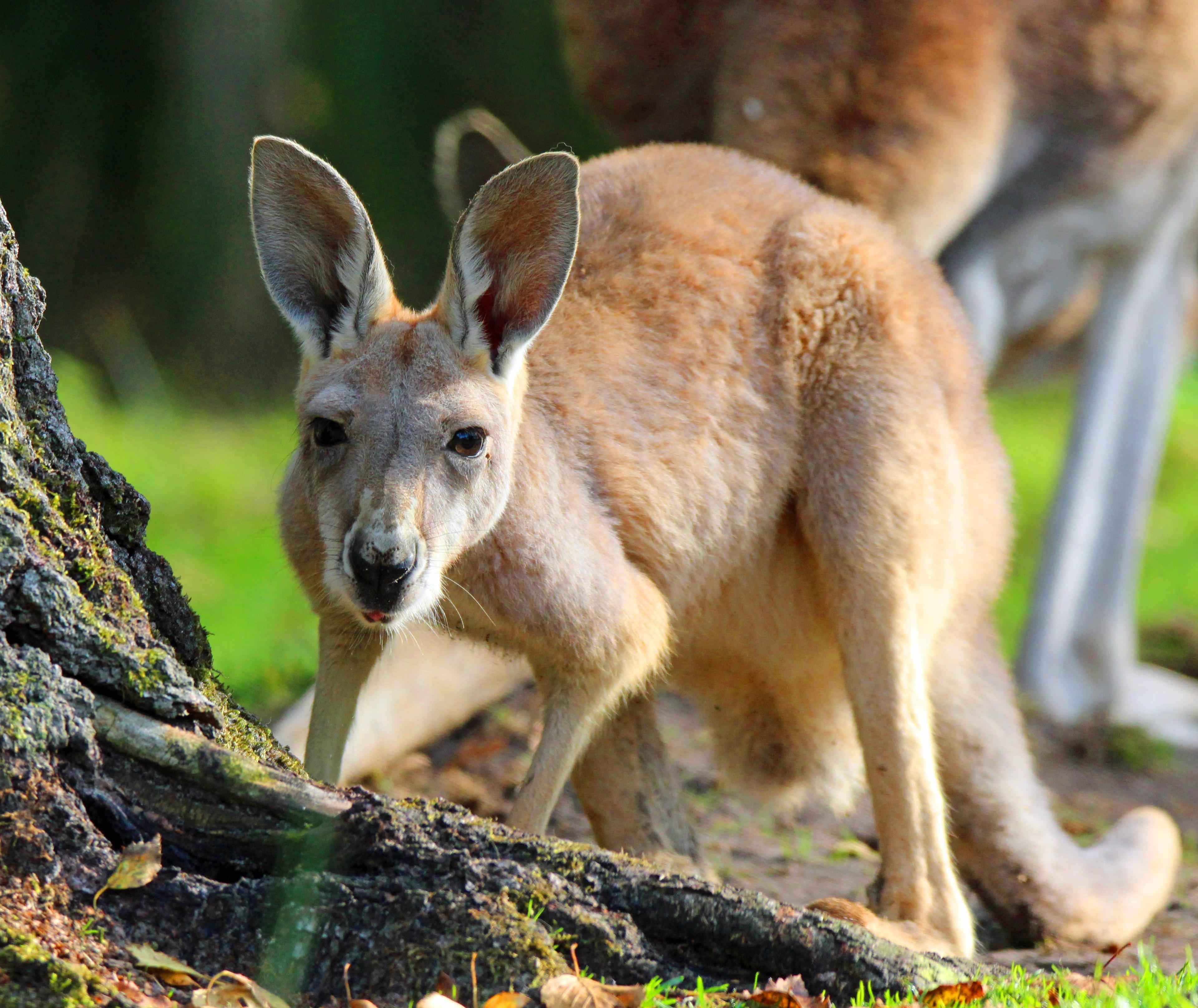 Rode reuzenkangoeroe in het gras foto gemaakt door Lianne Lok in AquaZoo Leeuwarden