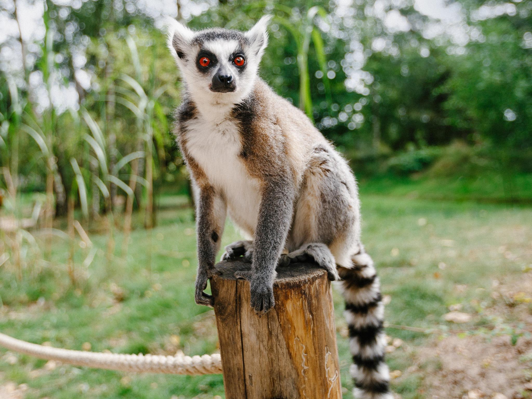 Een ringstaartmaki bij Eindhoven Zoo.