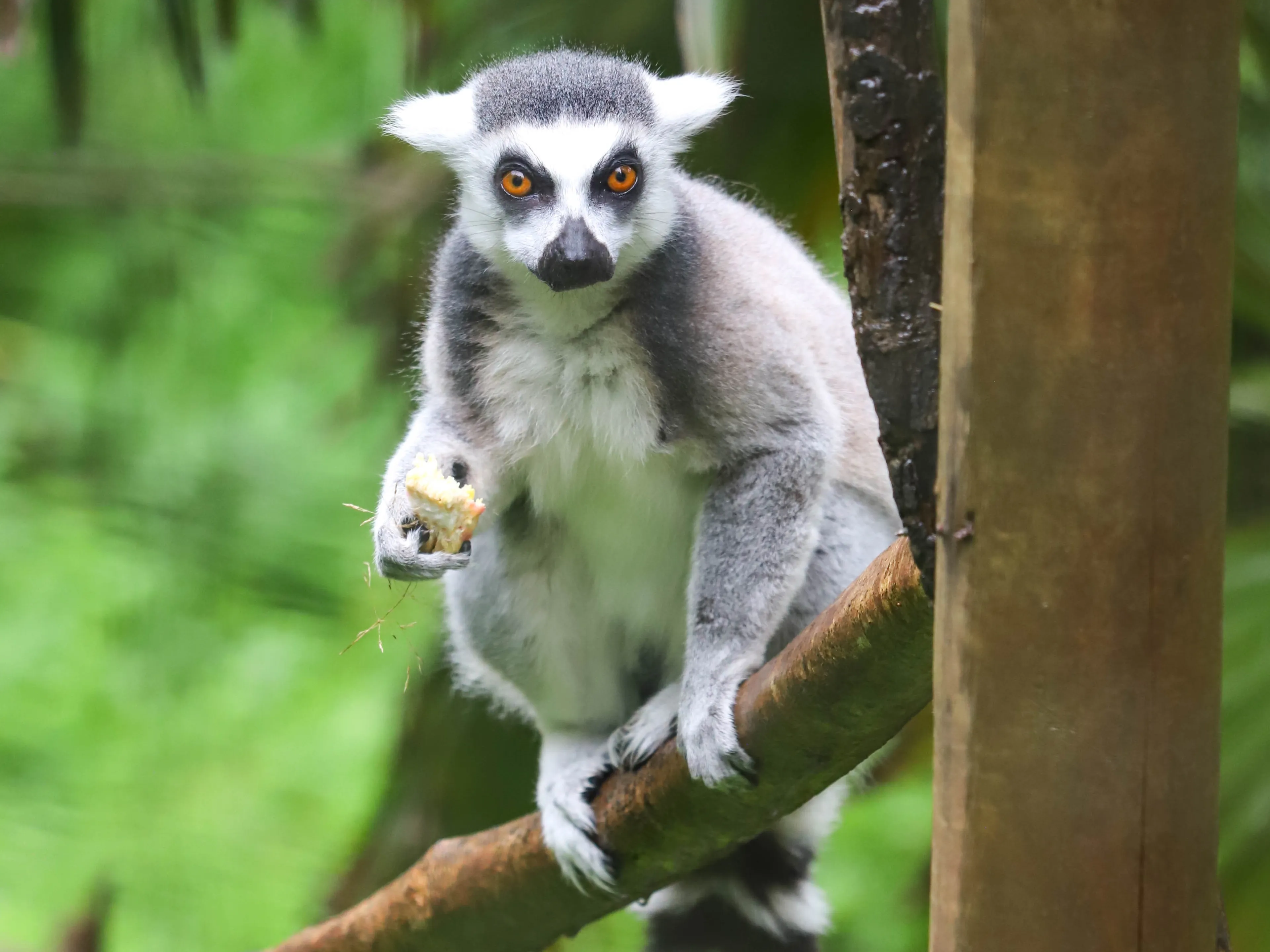 Ring-tailed lemur sitting on a branch, holding food. Its striking orange eyes and distinctive tail are visible against a lush green background at Paignton Zoo in Devon, UK