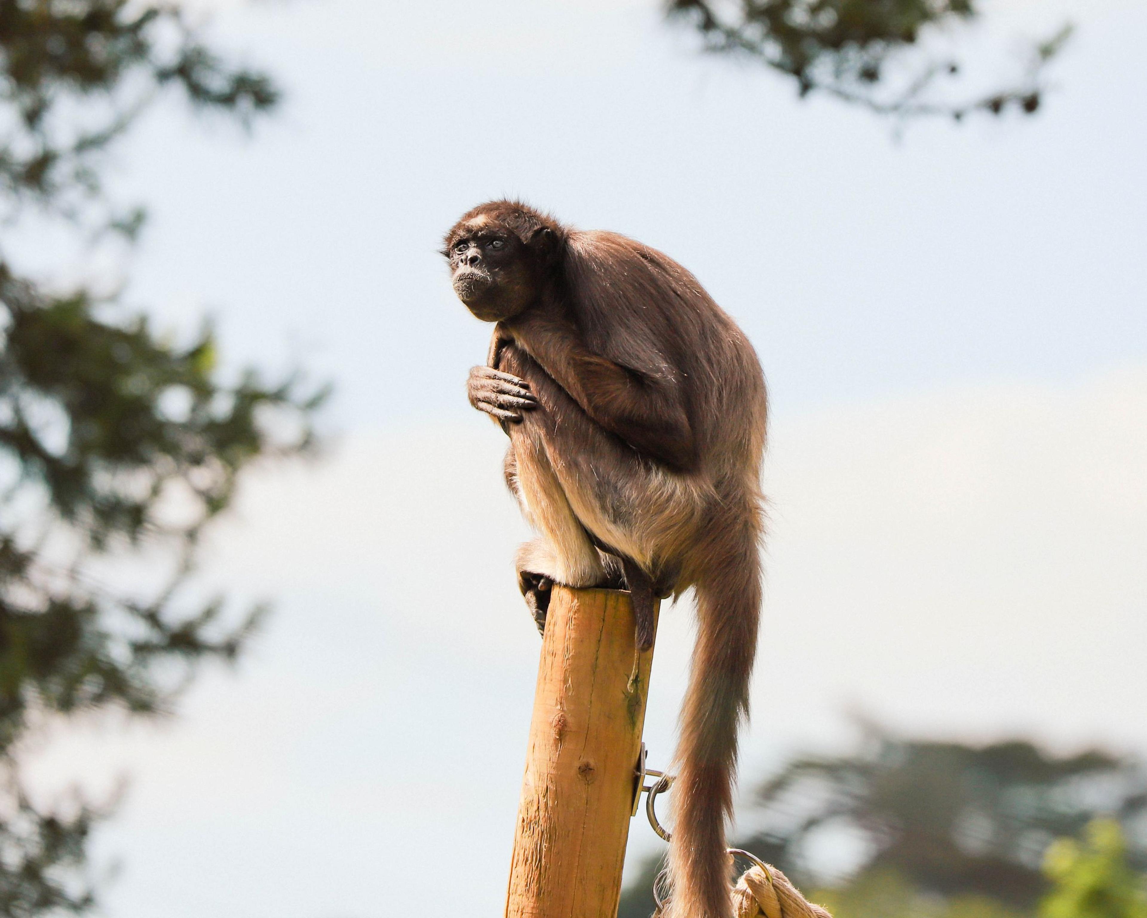 Brown spider monkey sat at the top of wooden pole, looking out at Paignton Zoo in Devon, UK