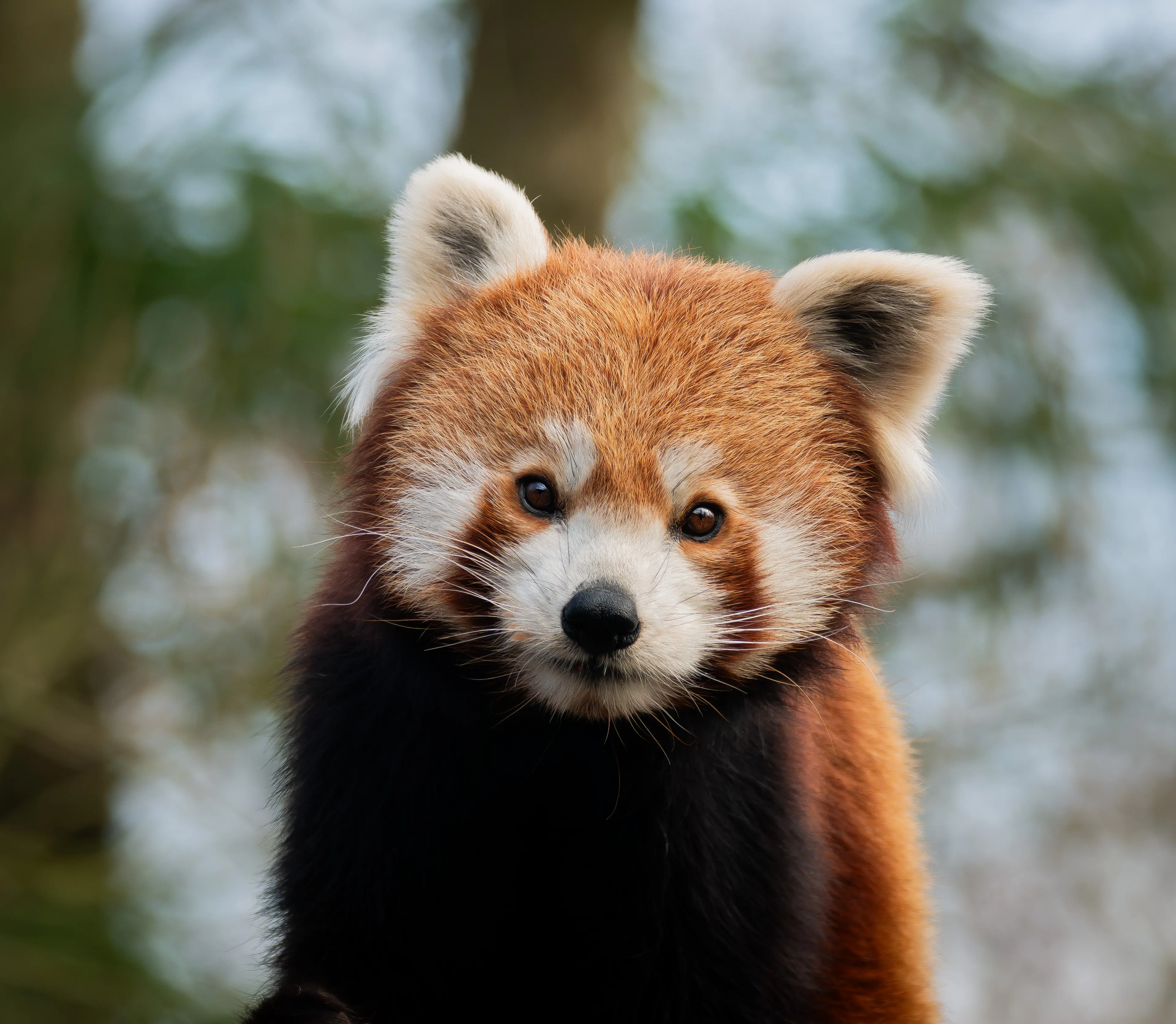 Rode panda close-up foto gemaakt door Bianca Hoefnagel in AquaZoo Leeuwardene