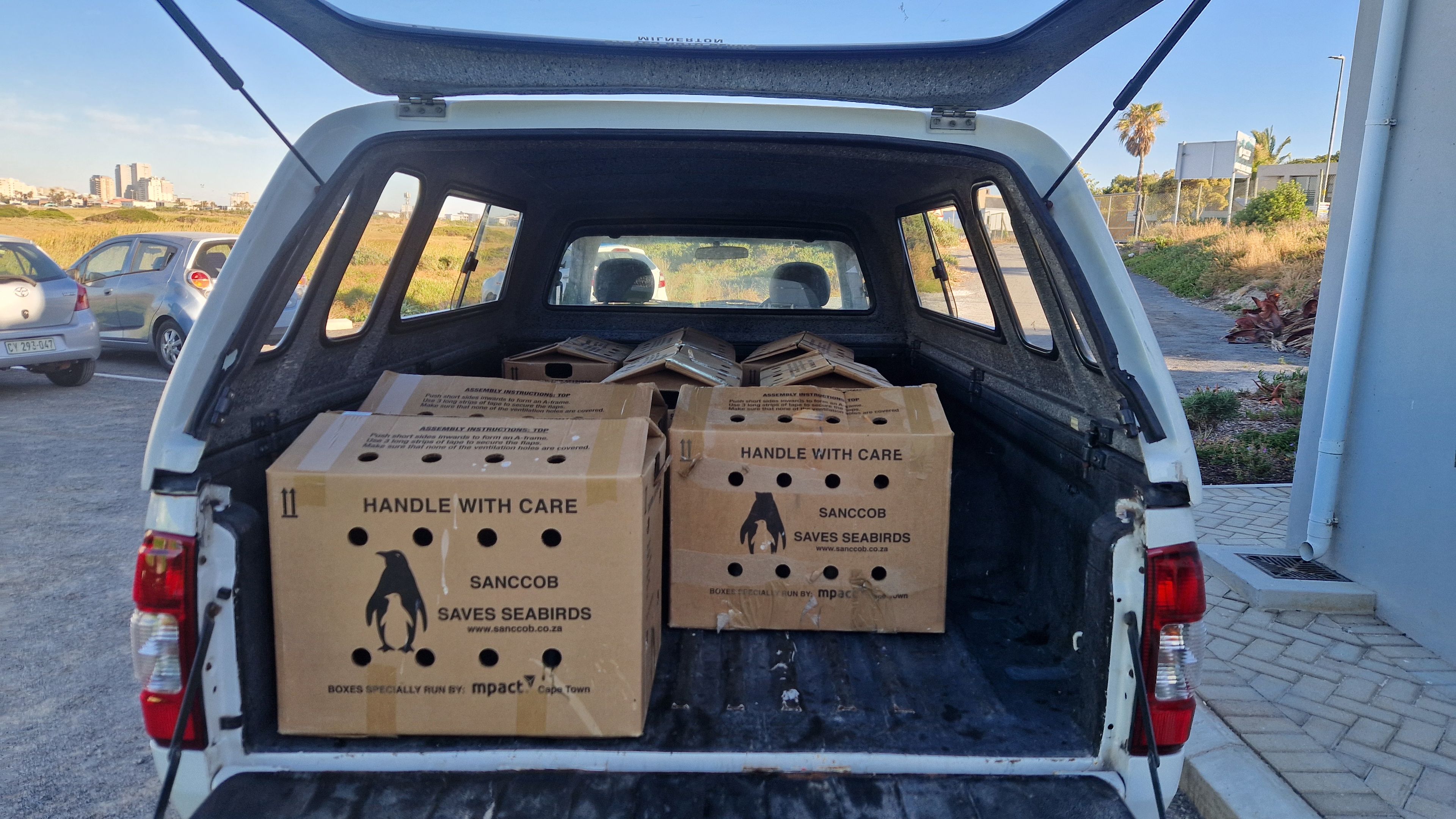 Afrikaanse pinguïns worden uitgezet bij Boulders Beach waar dierenverzorger Kelly bij SANCCOB in Zuid-Afrika aan werkte via Beekse Bergen.