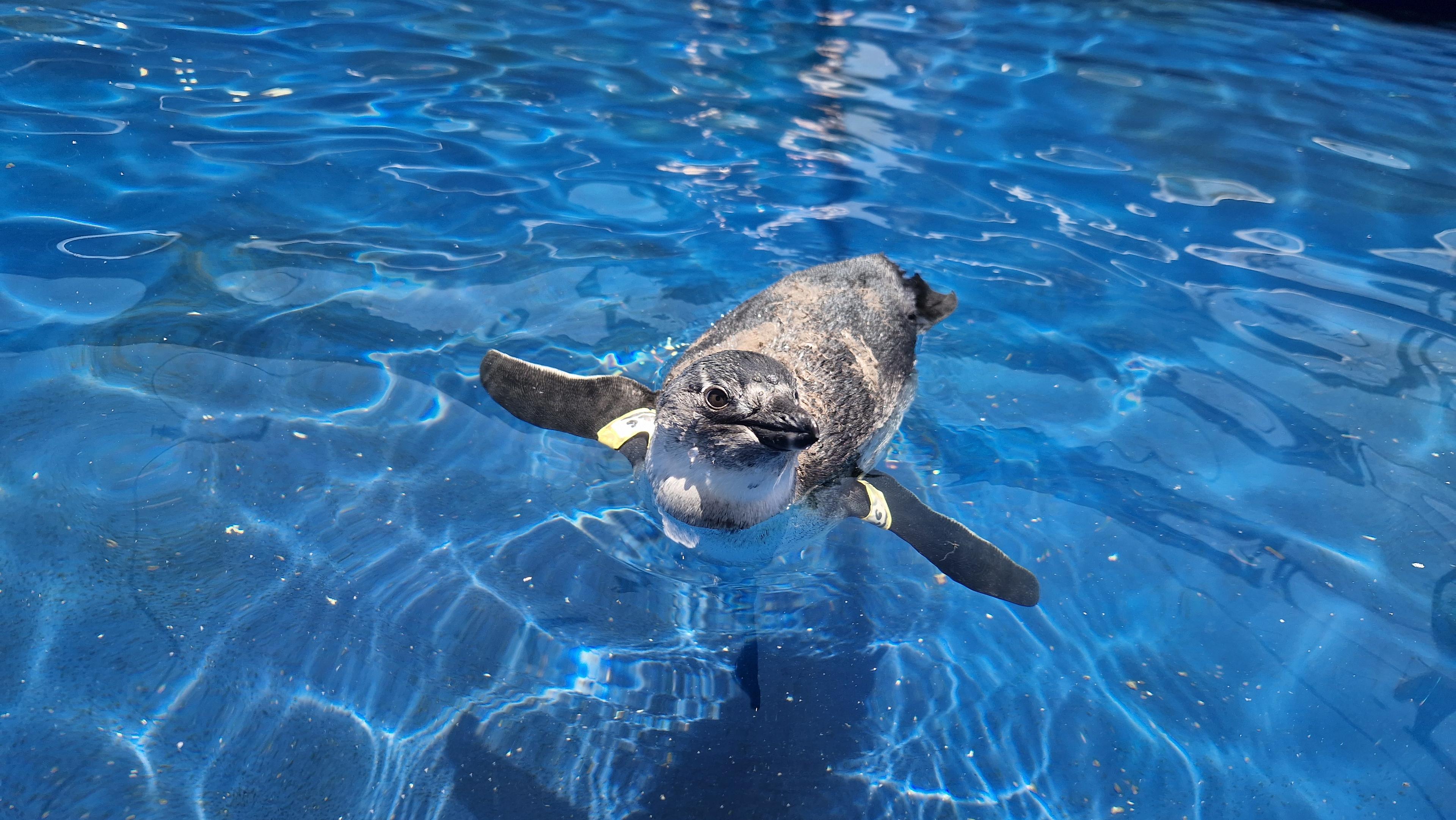 Een Afrikaanse pinguïn zwemt in het bad waar dierenverzorger Kelly bij SANCCOB in Zuid-Afrika aan werkte via Beekse Bergen.