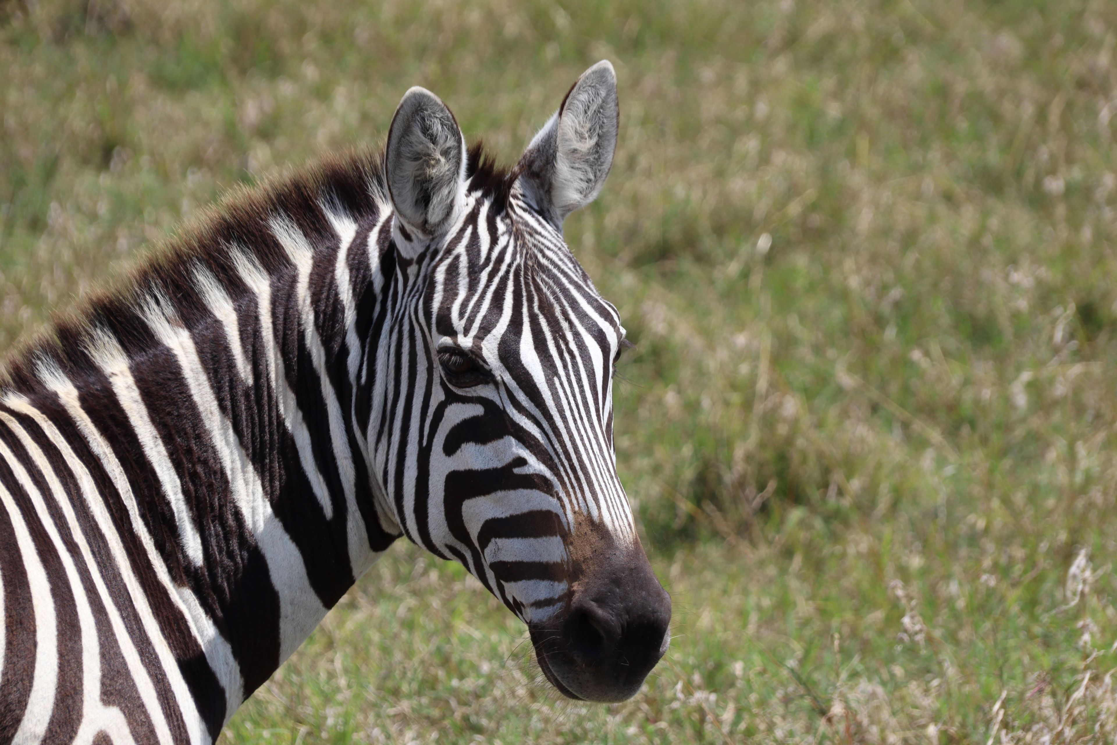 Een steppezebra in een beschermd park in Kenia.