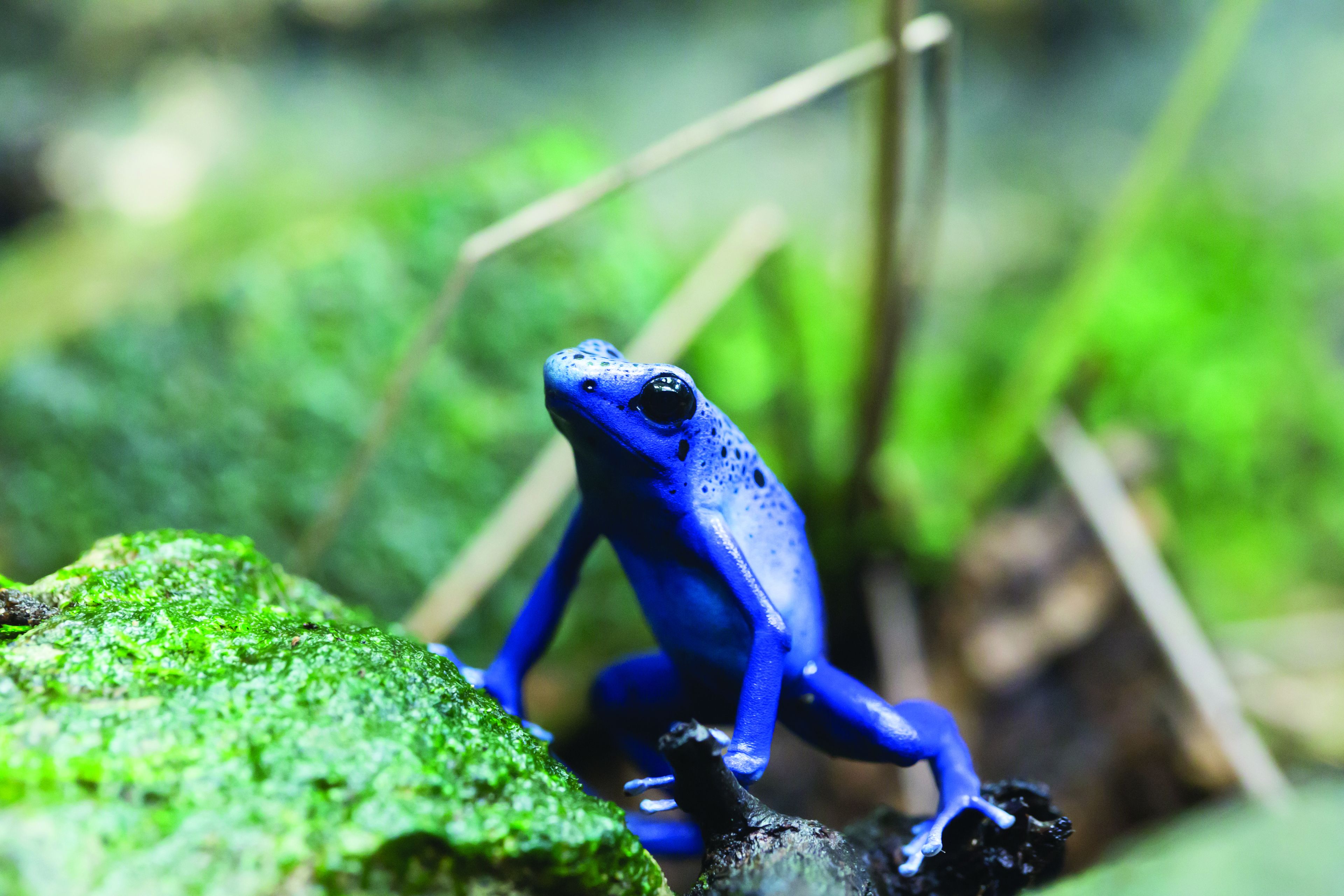 Blauwe pijlgifkikker natuur AquaZoo Leeuwarden