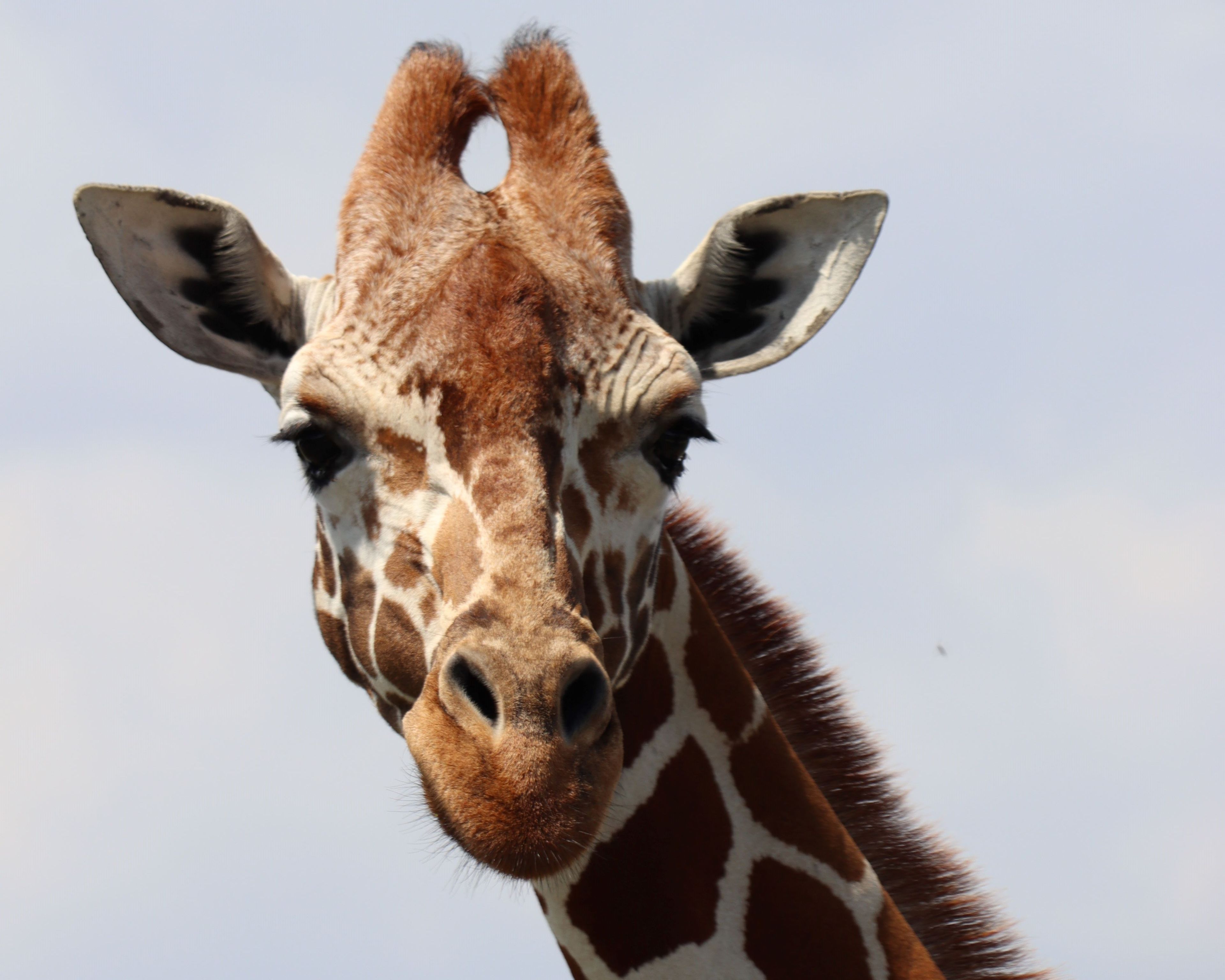 Een netgiraffe in een beschermd park in Kenia.