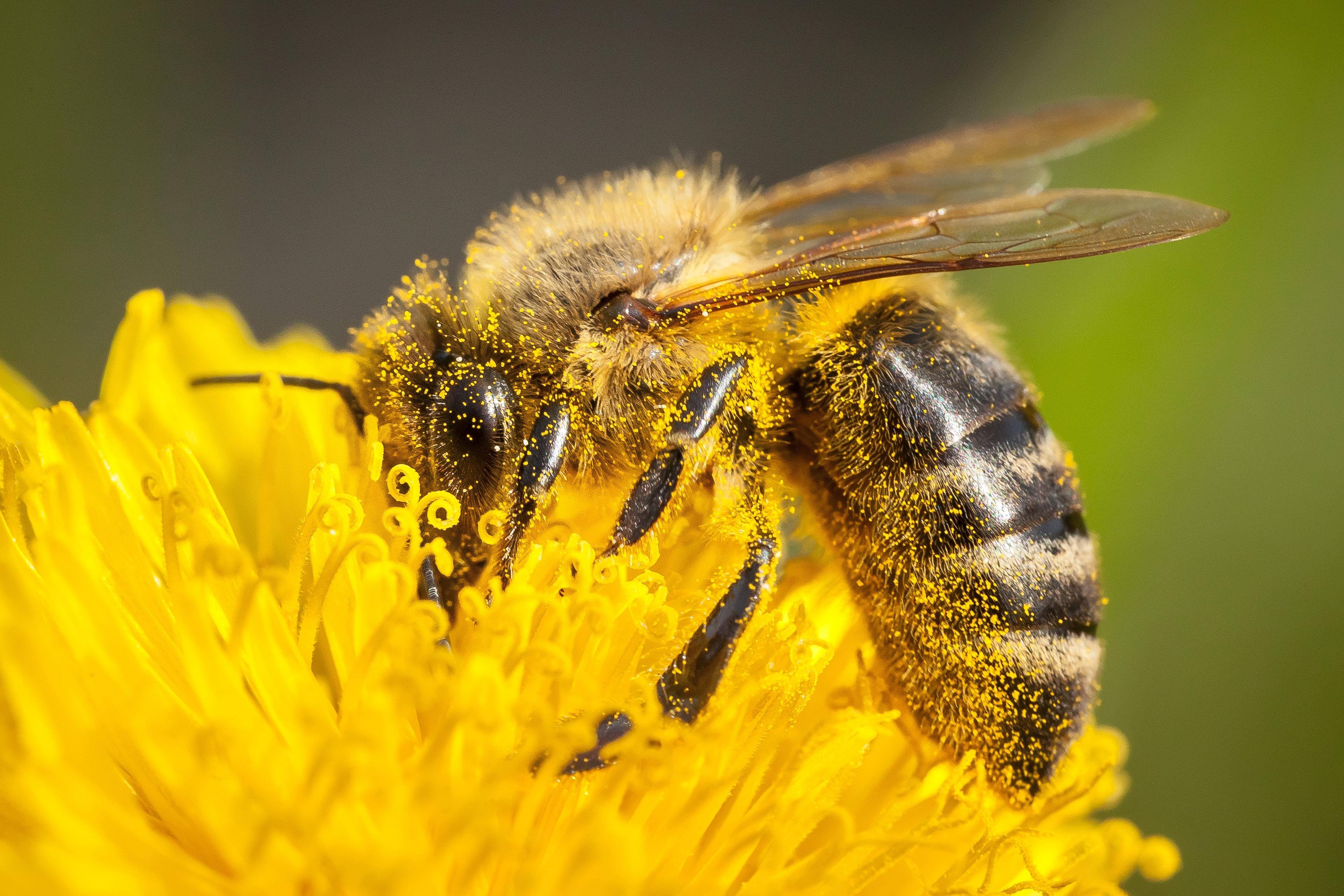 Een zwarte bij haalt nectar uit een bloem bij ZooParc Overloon.