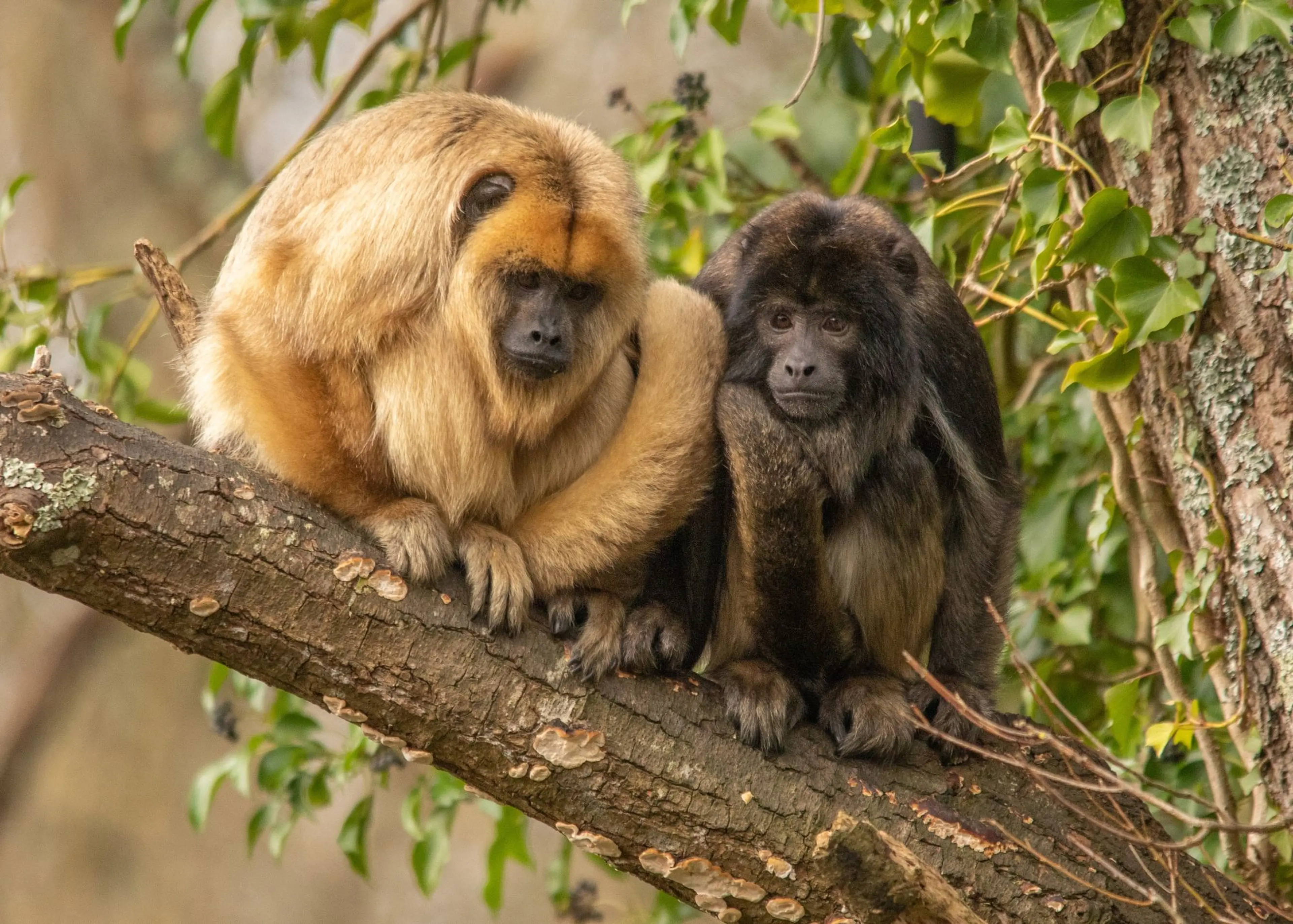A male and female black howler monkey sat together on a tree branch at Paignton Zoo in Devon, UK