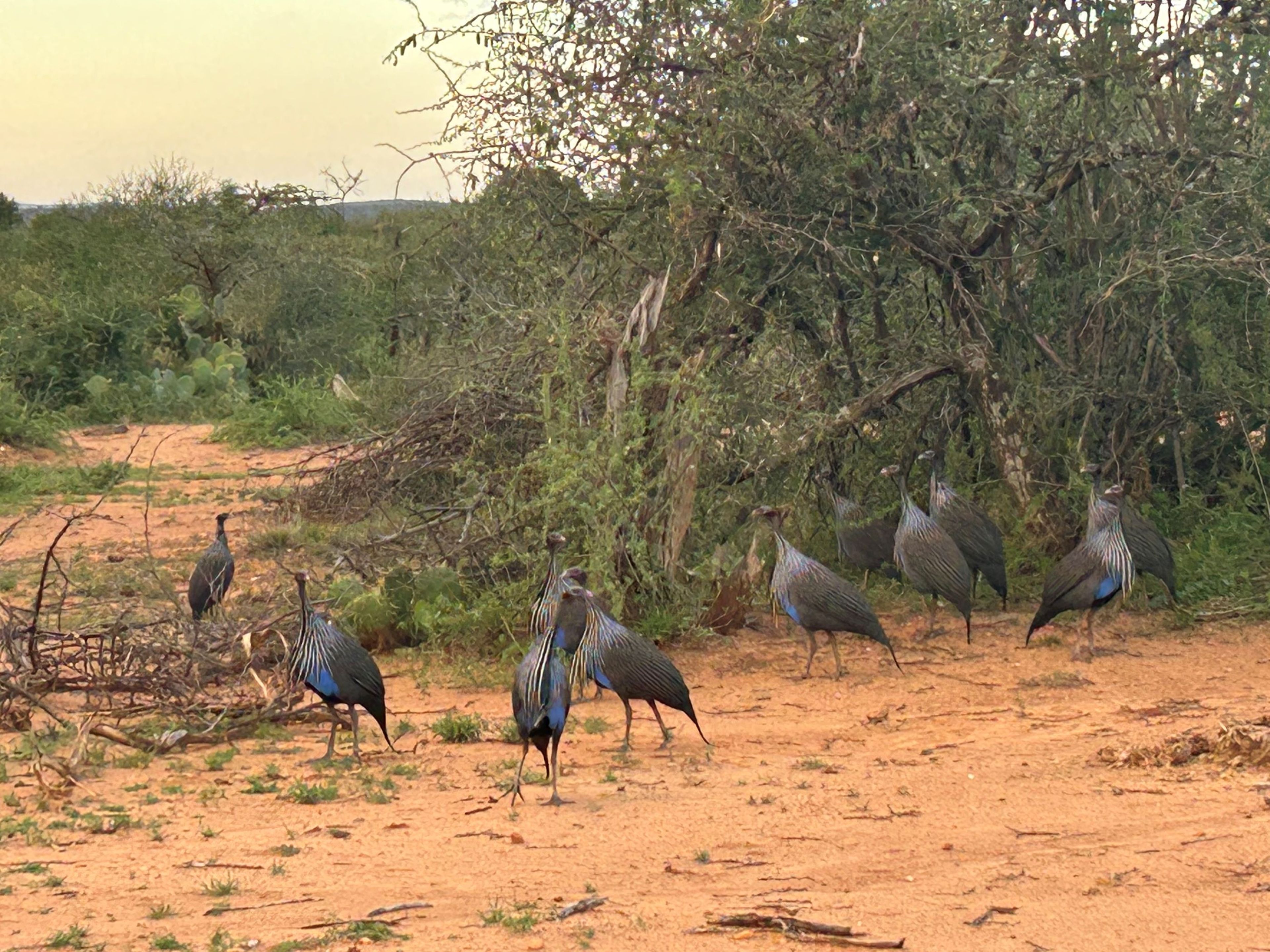 Gierparelhoenders in een natuurgebied in Kenia.