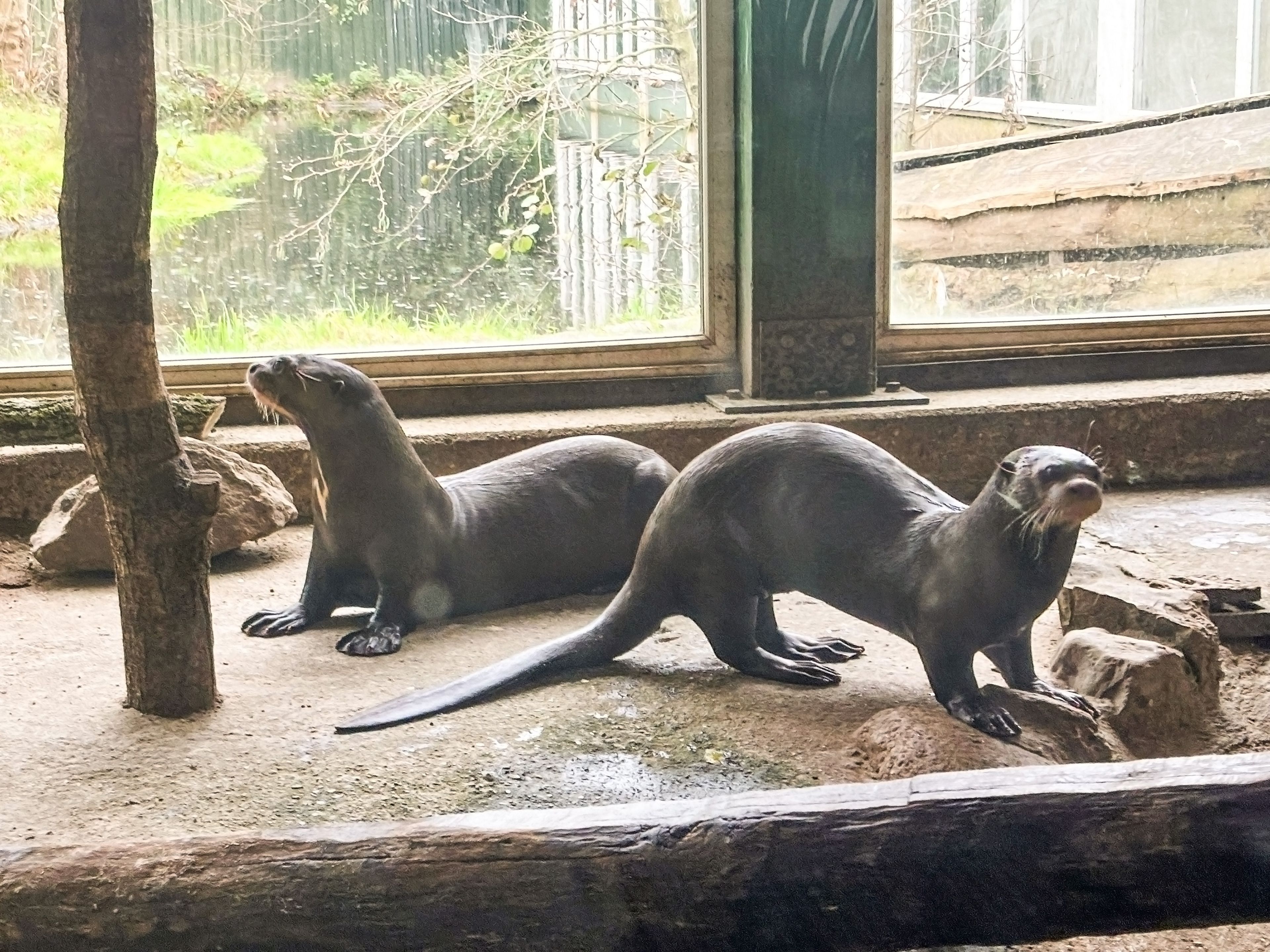 Reuzenotters maken kennis in AquaZoo
