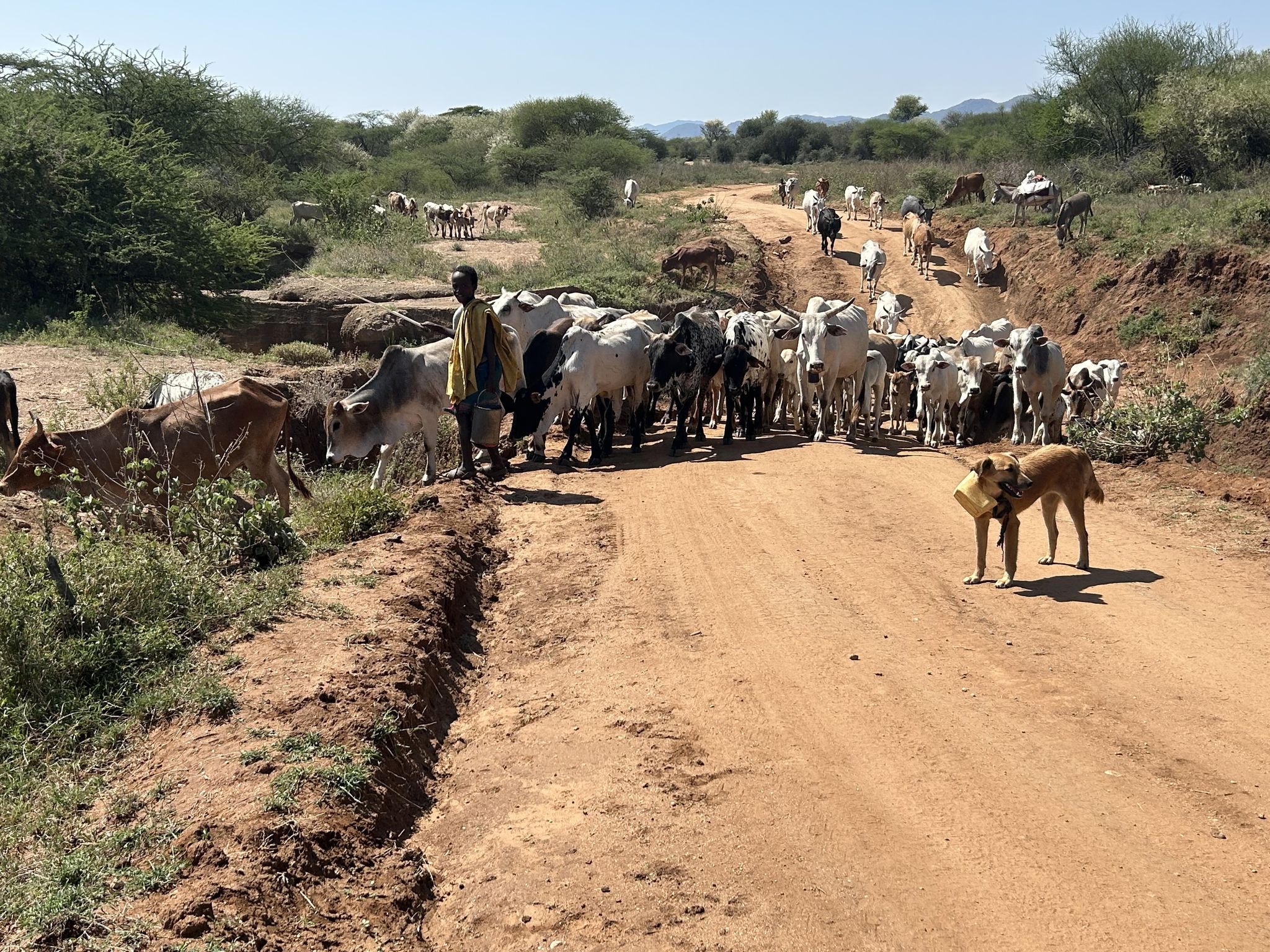 Een herder met geiten in Kenia.