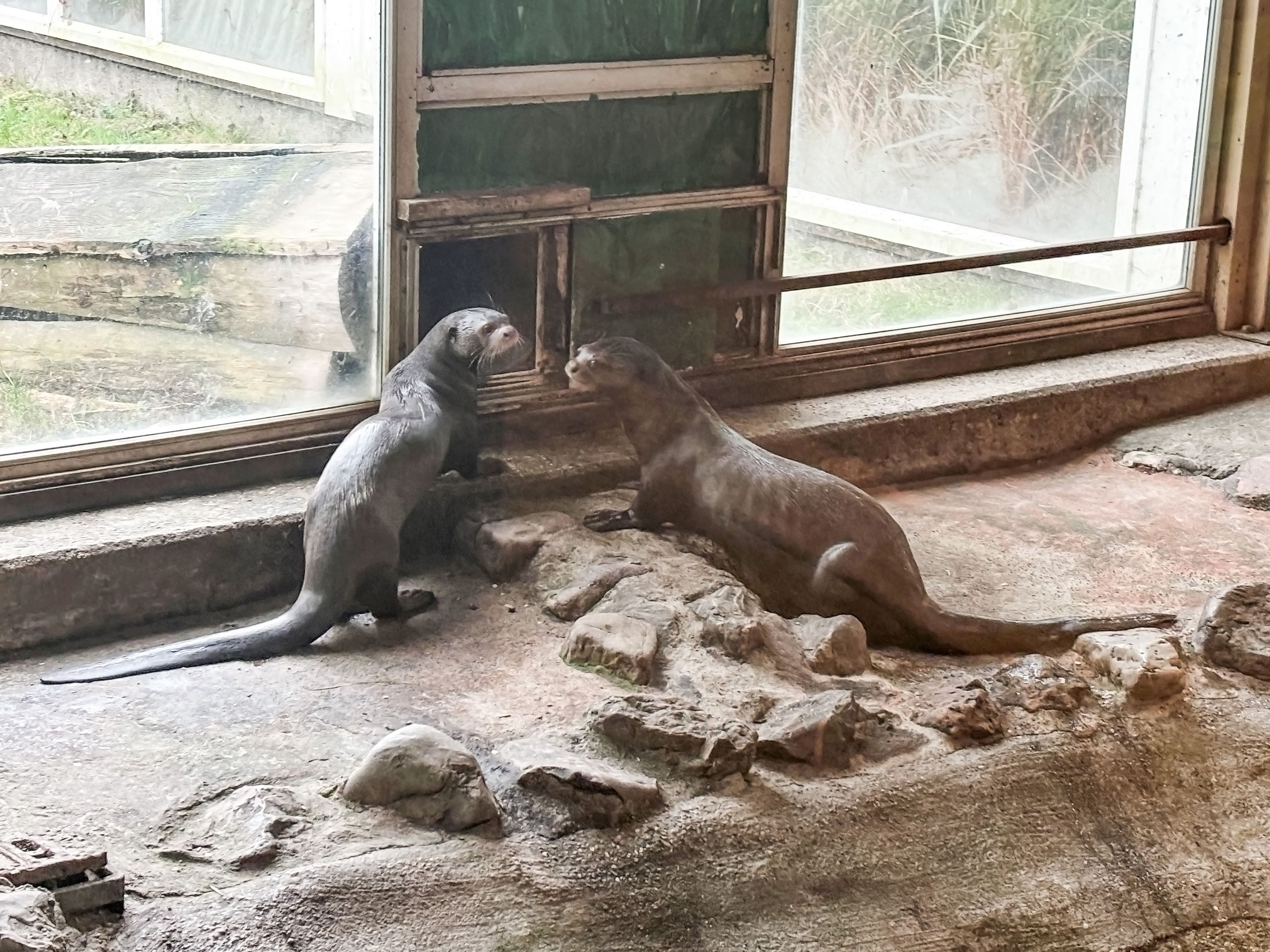 Twee reuzenotters maken kennis in AquaZoo