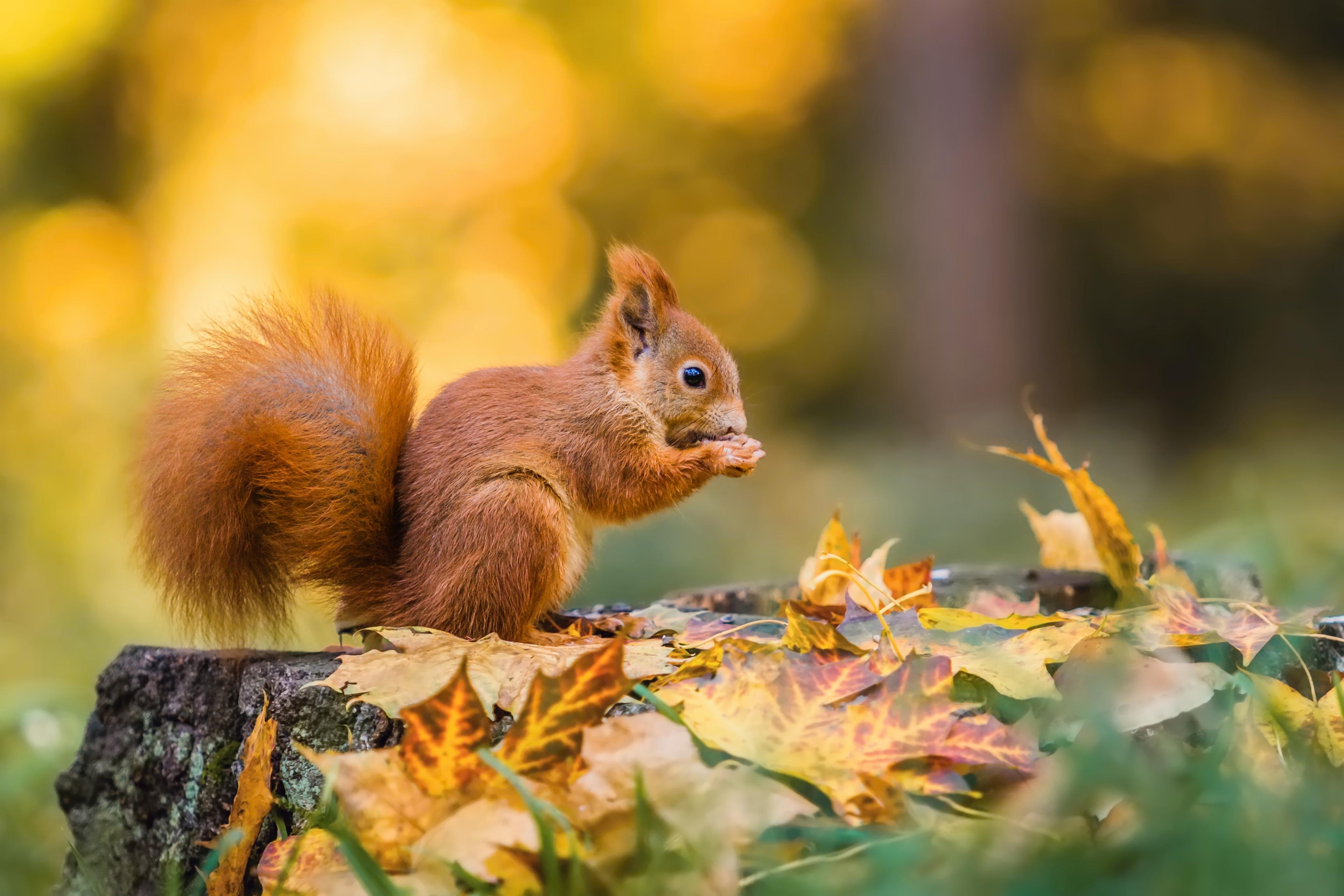 Een eekhoorn komt af op de bladeren bij ZooParc Overloon.
